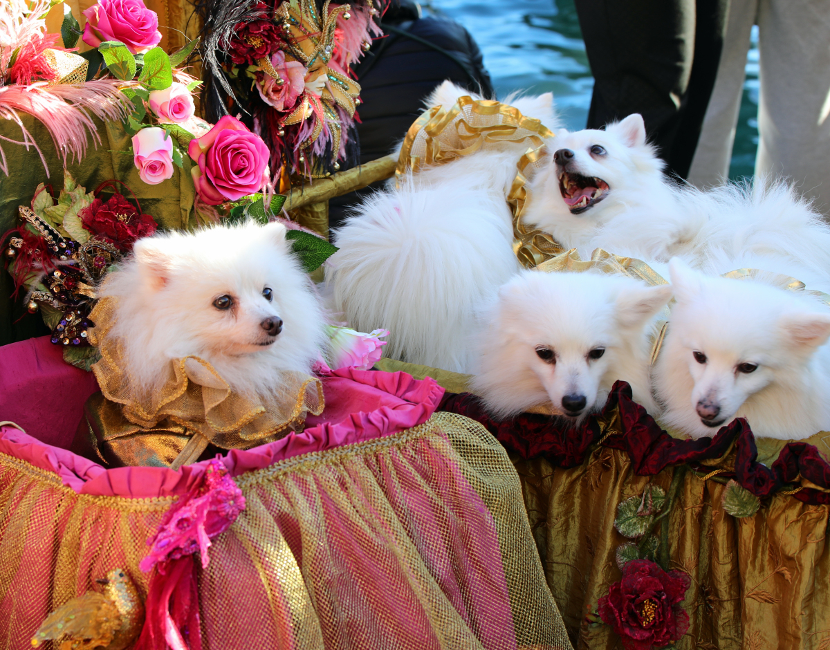 繁殖犬为什么割掉声带