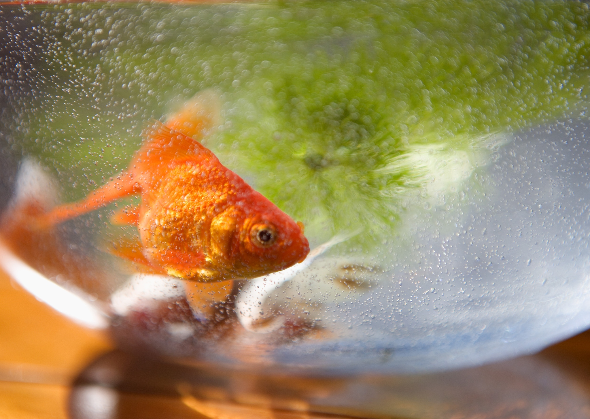 「小金鱼的饲养技巧:如何喂养小金鱼,让它们健康快乐地成长?」