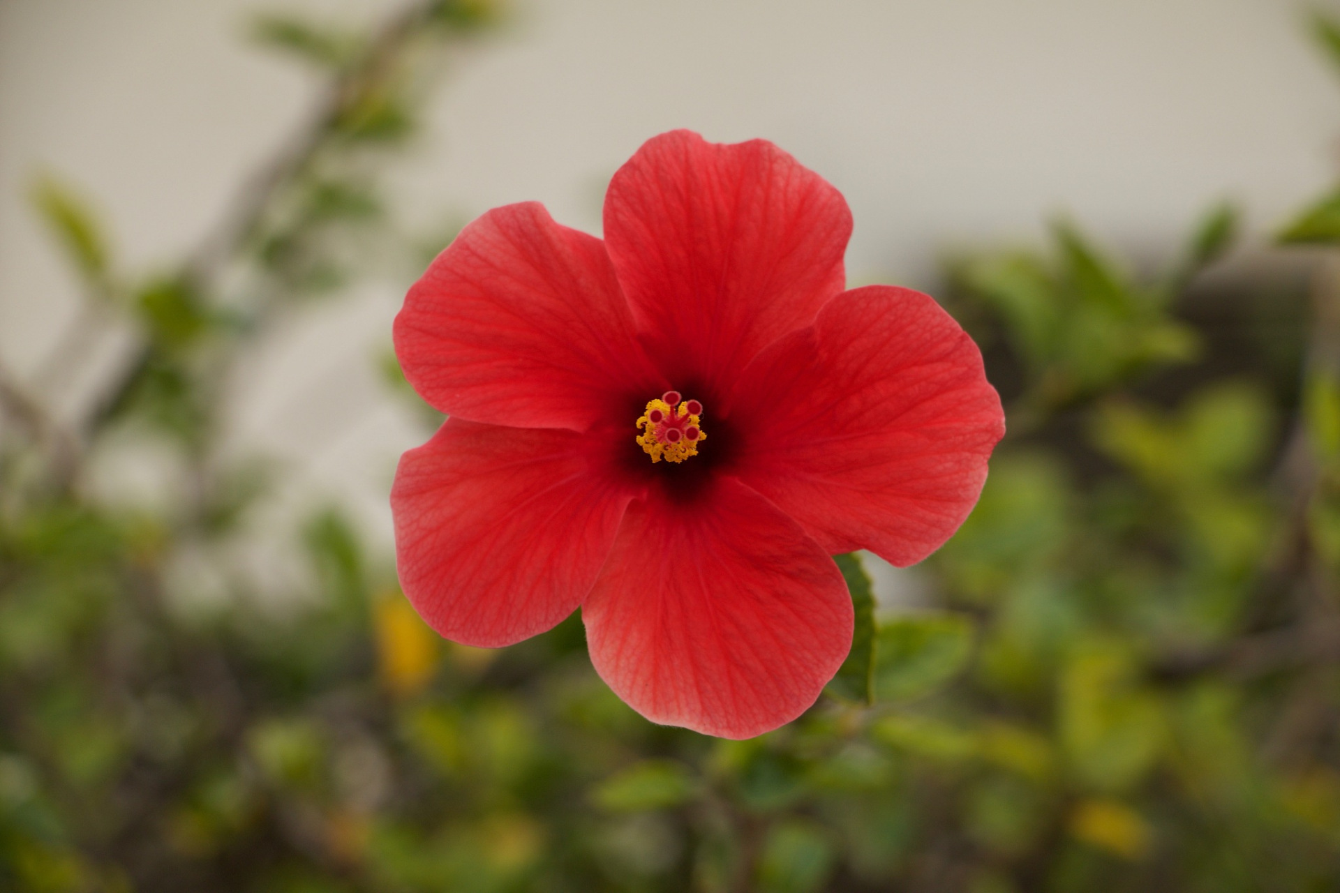 小红花,作为常见的花朵,却静静地流淌在我们童年记忆中,成为一生抹