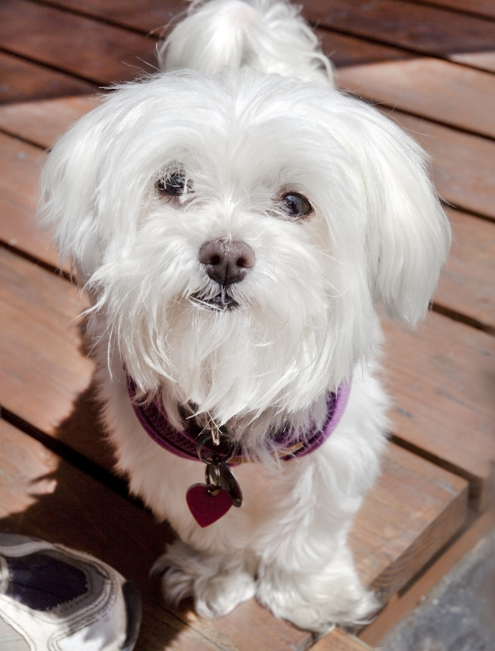 虽然马尔济斯犬通常被视为温顺,优雅的犬种,但它们也有一些不为人知的