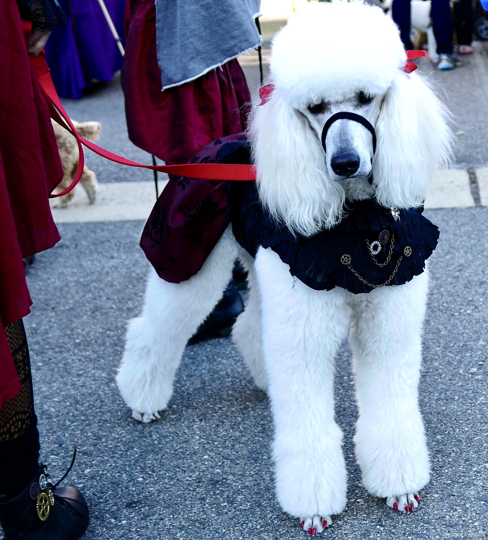 我们不得不深入了解巨贵犬这一犬种的特点,市场趋势以及颜色对其价格