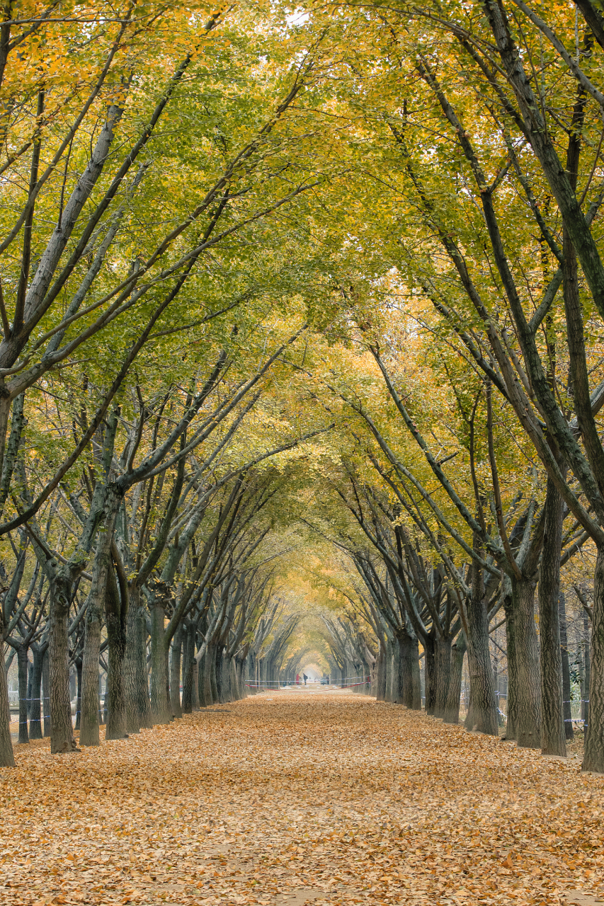 秋天的南京梧桐大道,无疑是这个城市里最浪漫的风景之一.