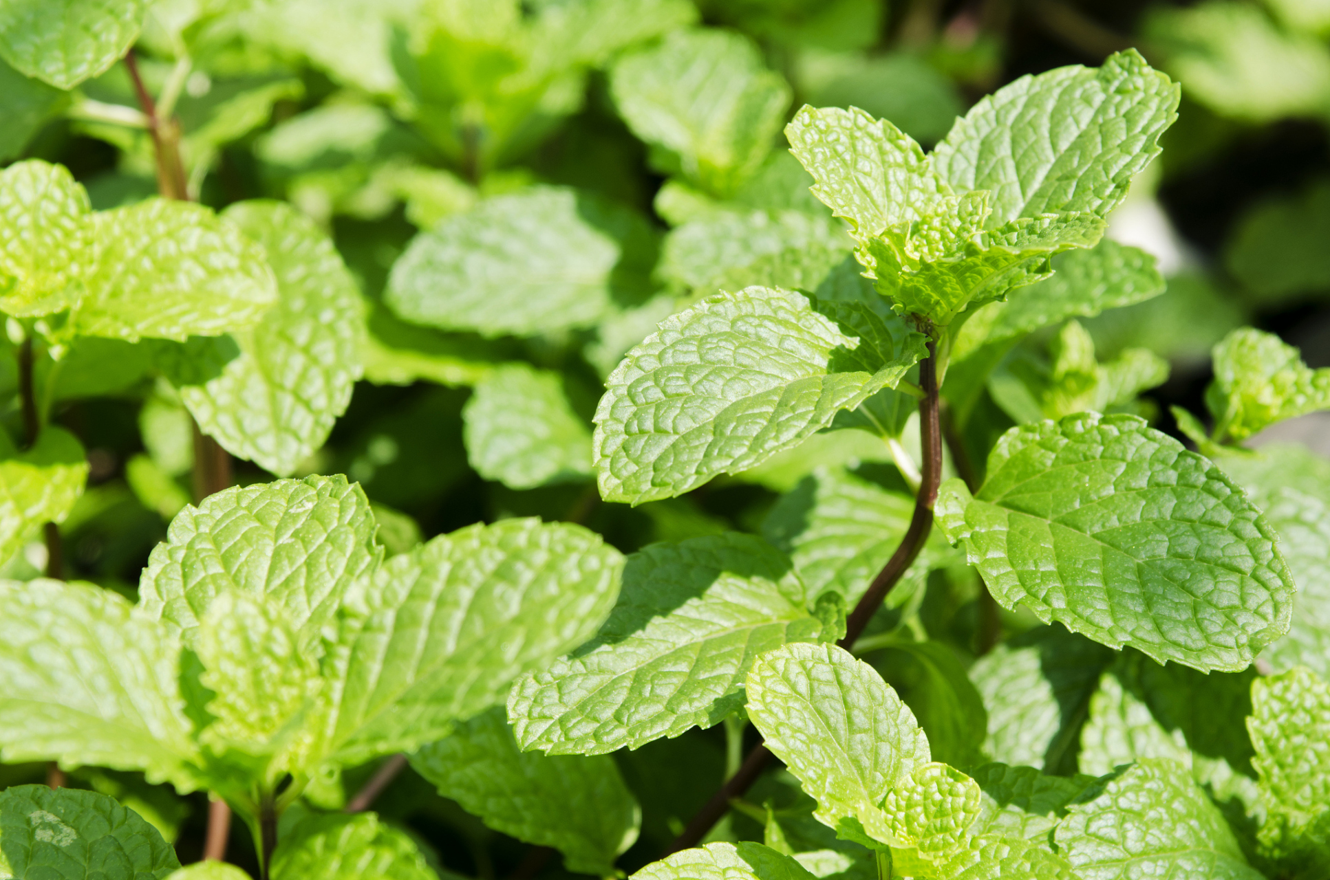 但是,如果薄荷叶子出现黄叶枯叶,这表明植株出现了一些问题,需要及时