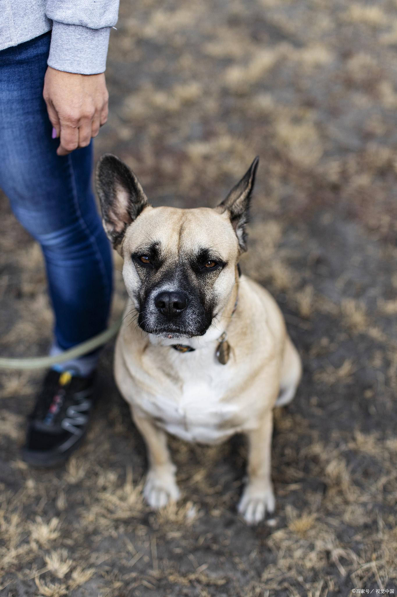 近年来,越来越多的宠物爱好者开始选择饲养巴仙吉犬(basenji).