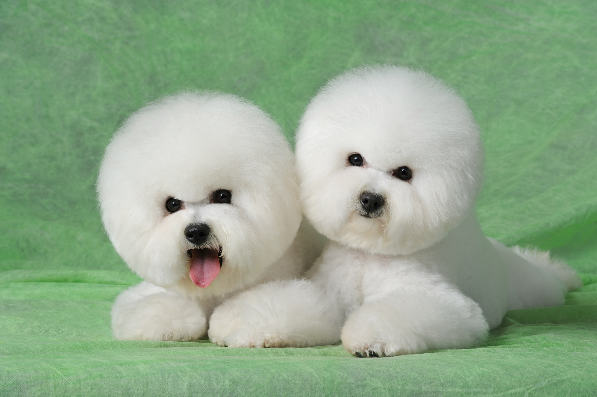 小巧可爱的茶杯犬,价格不菲,你知道为什么吗?