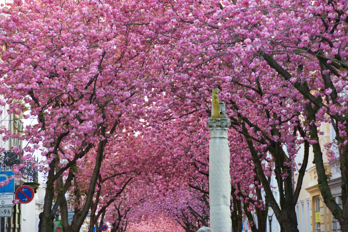 青岛樱花路图片