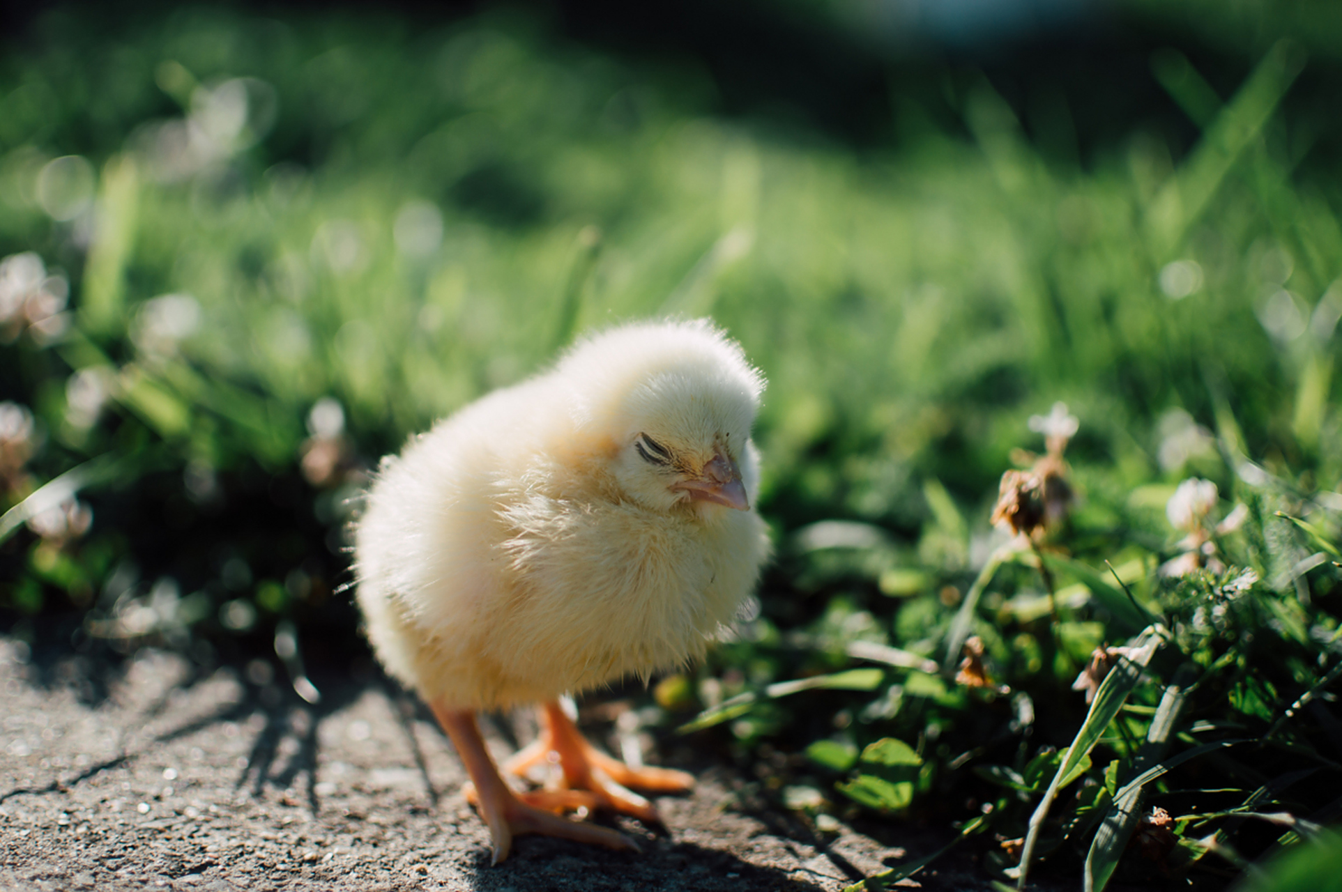 小鸡分辨公母的方法是观察肛门区域的形状和颜色.