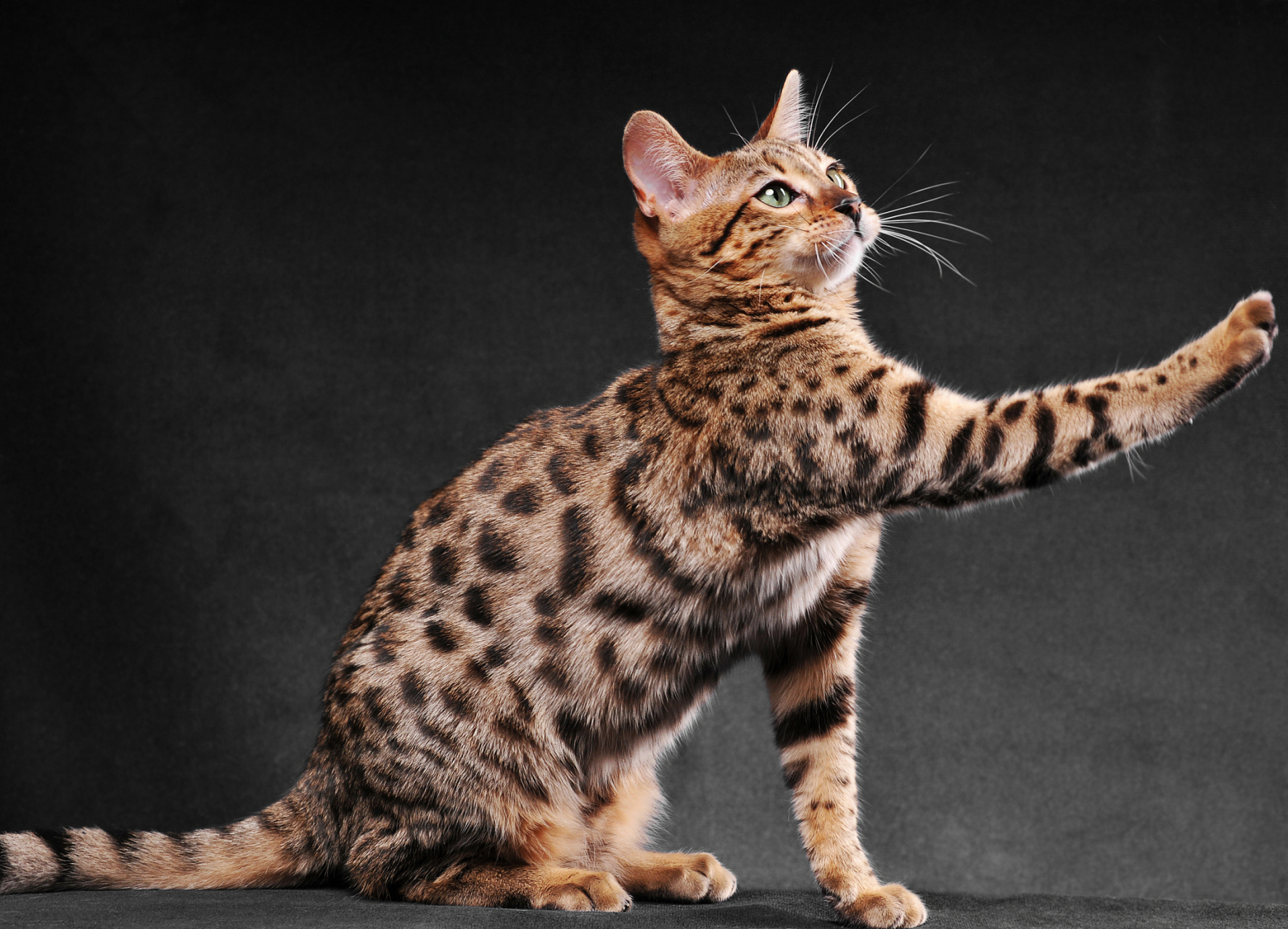 孟加拉豹猫是一种引人注目的猫品种,其独特的外观和性格特点让人难以
