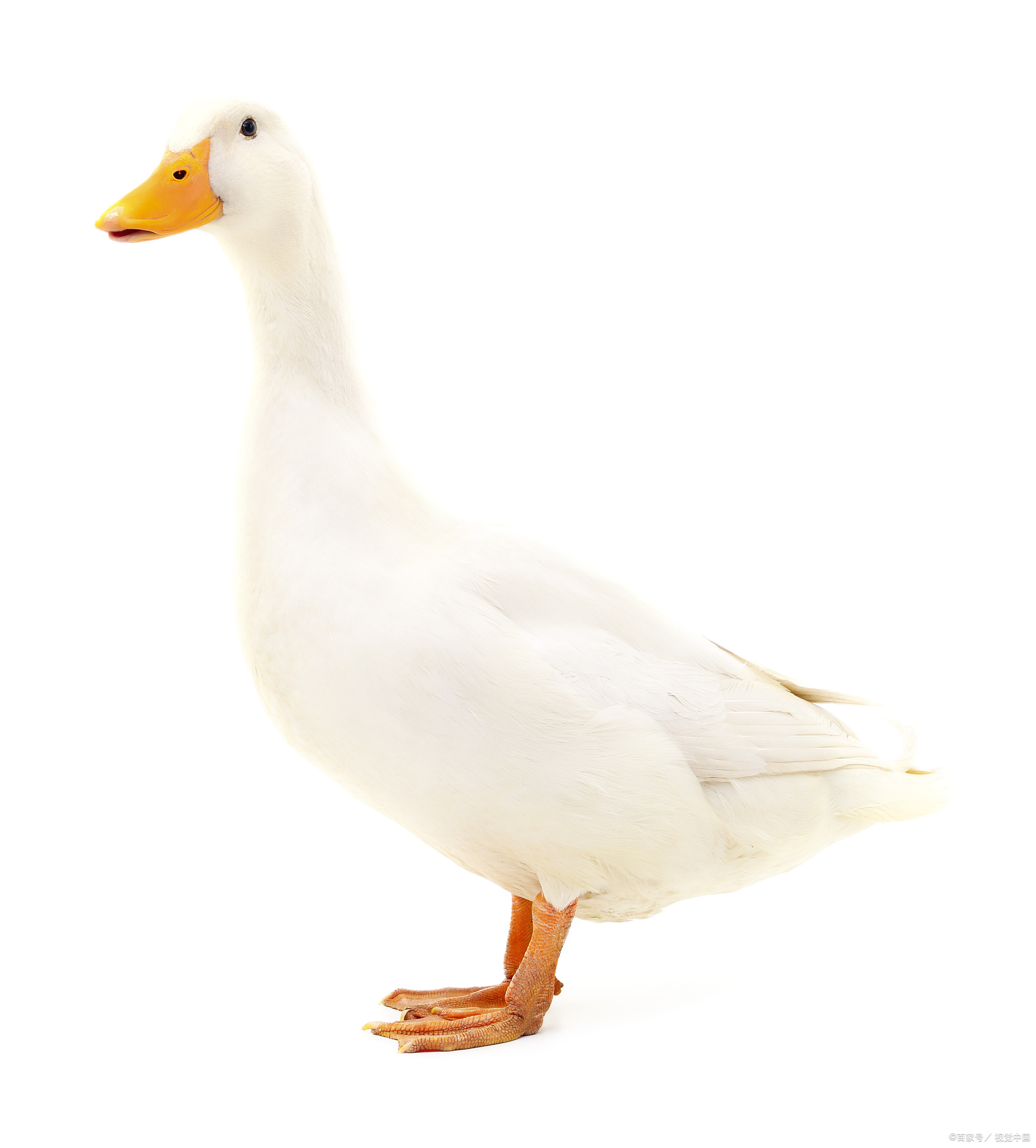 为啥鸭子走路要"摇头晃脑"?