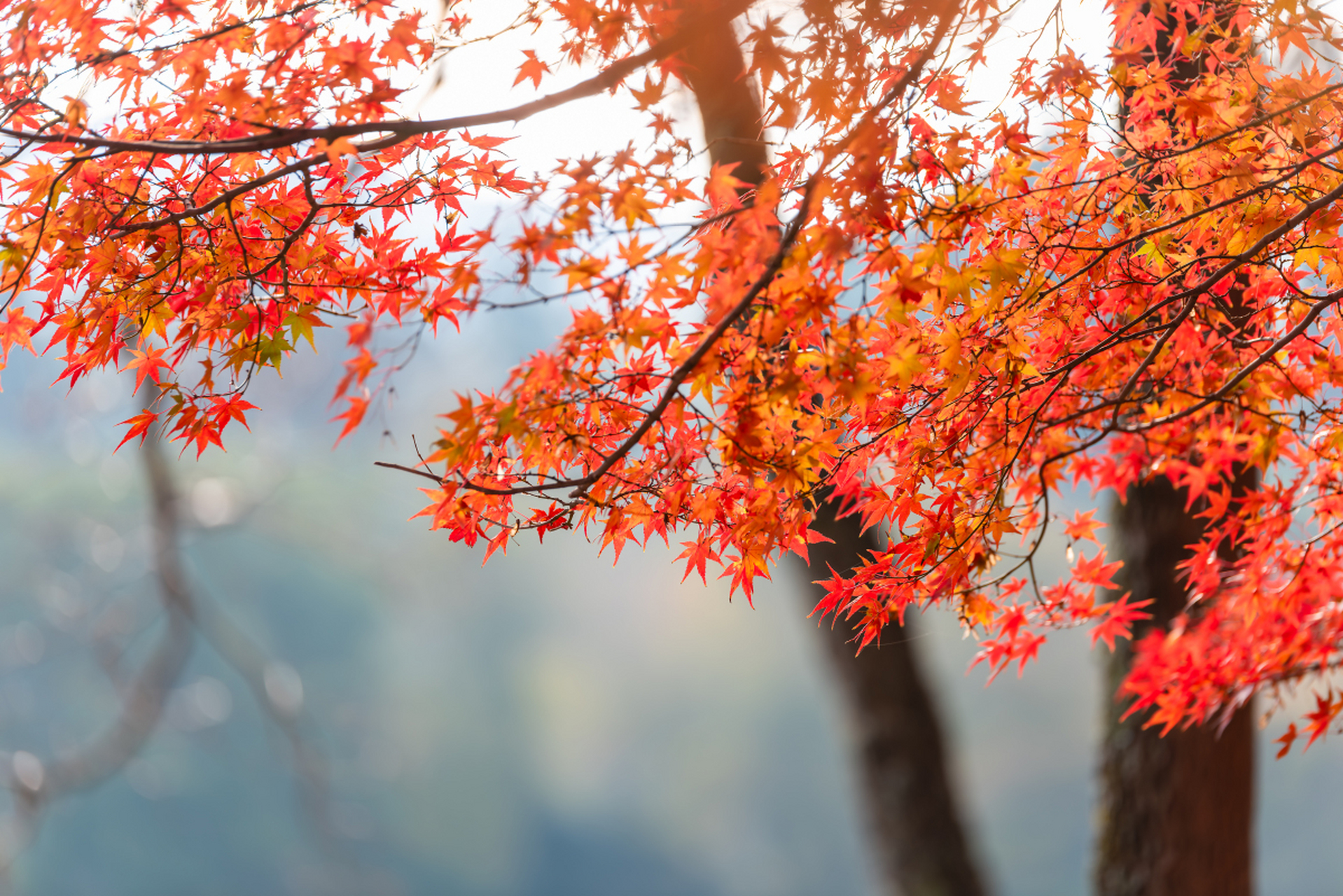 苏州是历史文化名城,秋天最美的红枫主要集中在园林,公园和山峰.