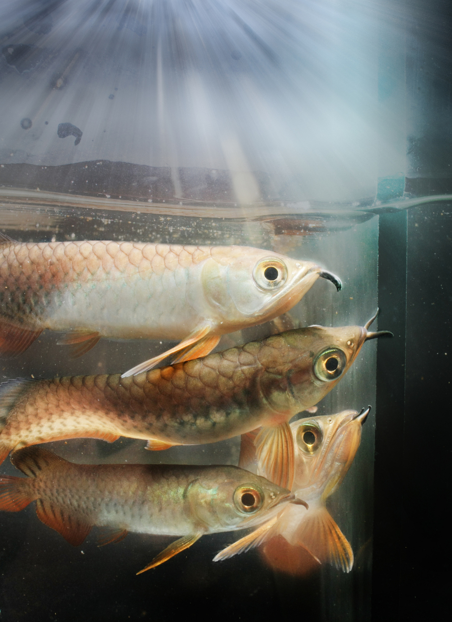 九月动态激励计划# 龙源鱼是一种热带鱼,养殖方法相对较为简单,具体