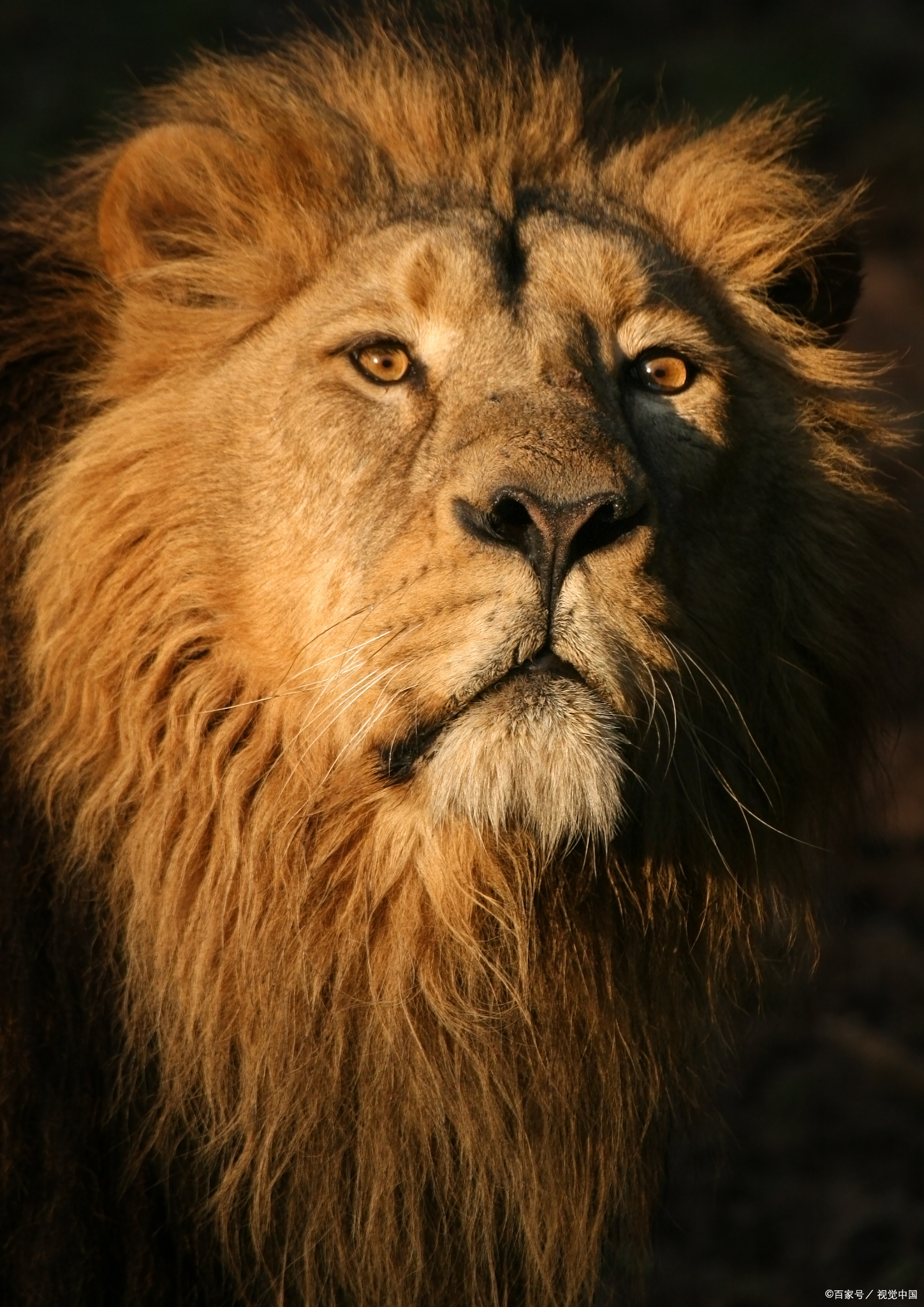 当上狮王之后,难道雄狮就不捕猎了吗?