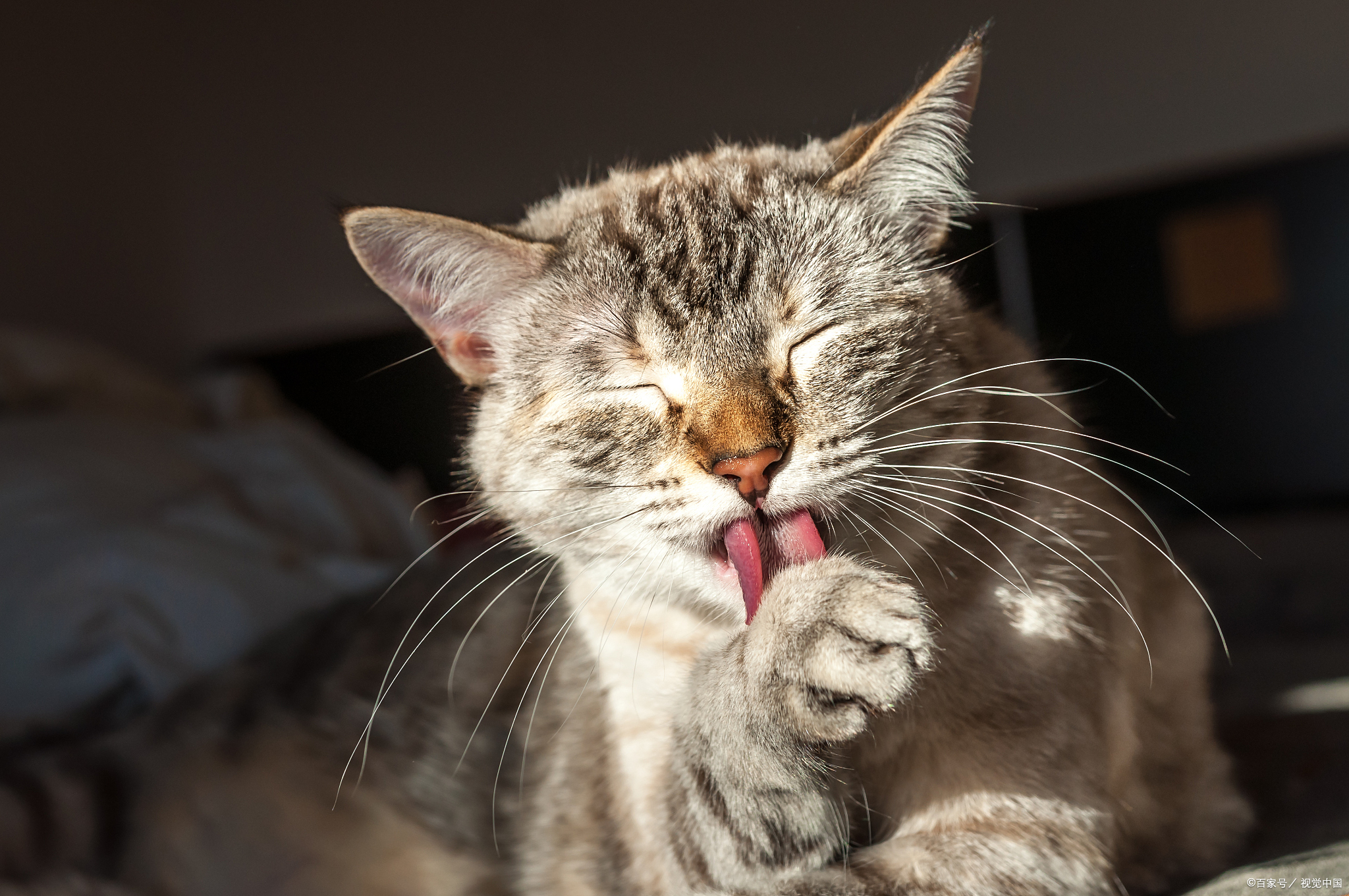 猫为什么爱舔毛
