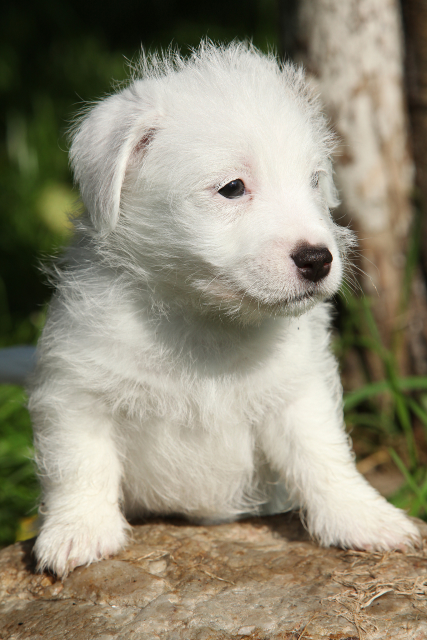 有的时候觉得蛮好笑的,不知道是人遛狗,还是狗遛人