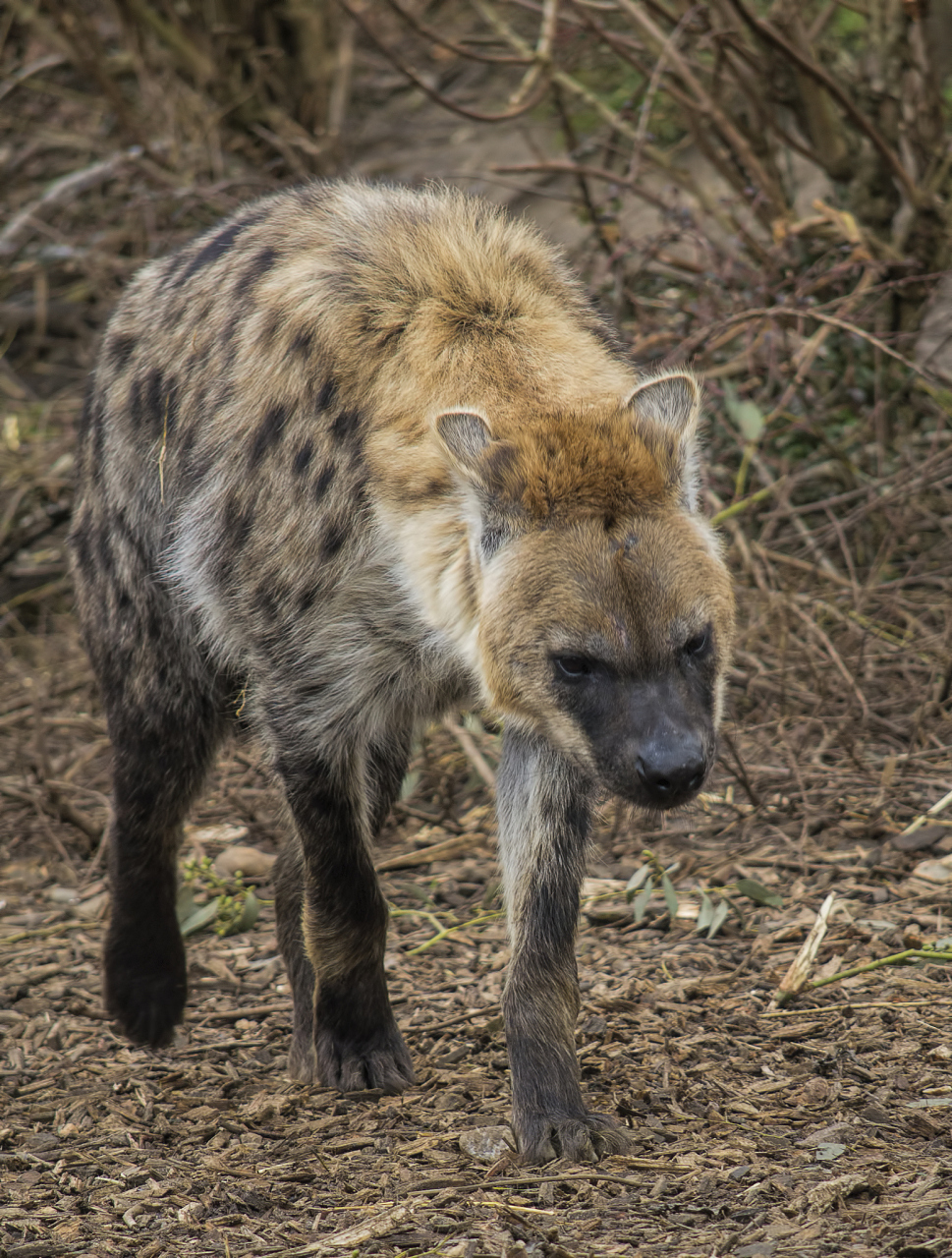 鬣狗的外形像狗,头比狗的头短而圆,脑袋大,头骨粗壮,头长吻短;耳大且