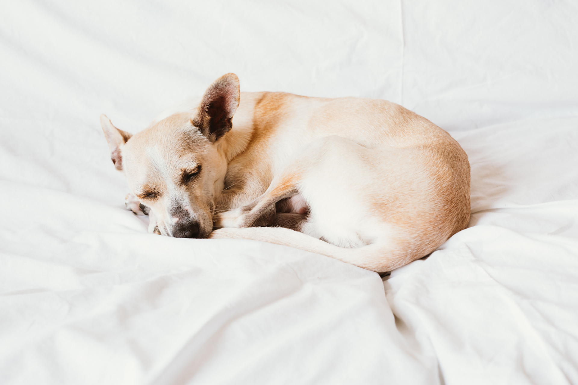 狗狗冷知识:狗狗睡觉的姿势可能会反映它对主人的态度. 1.