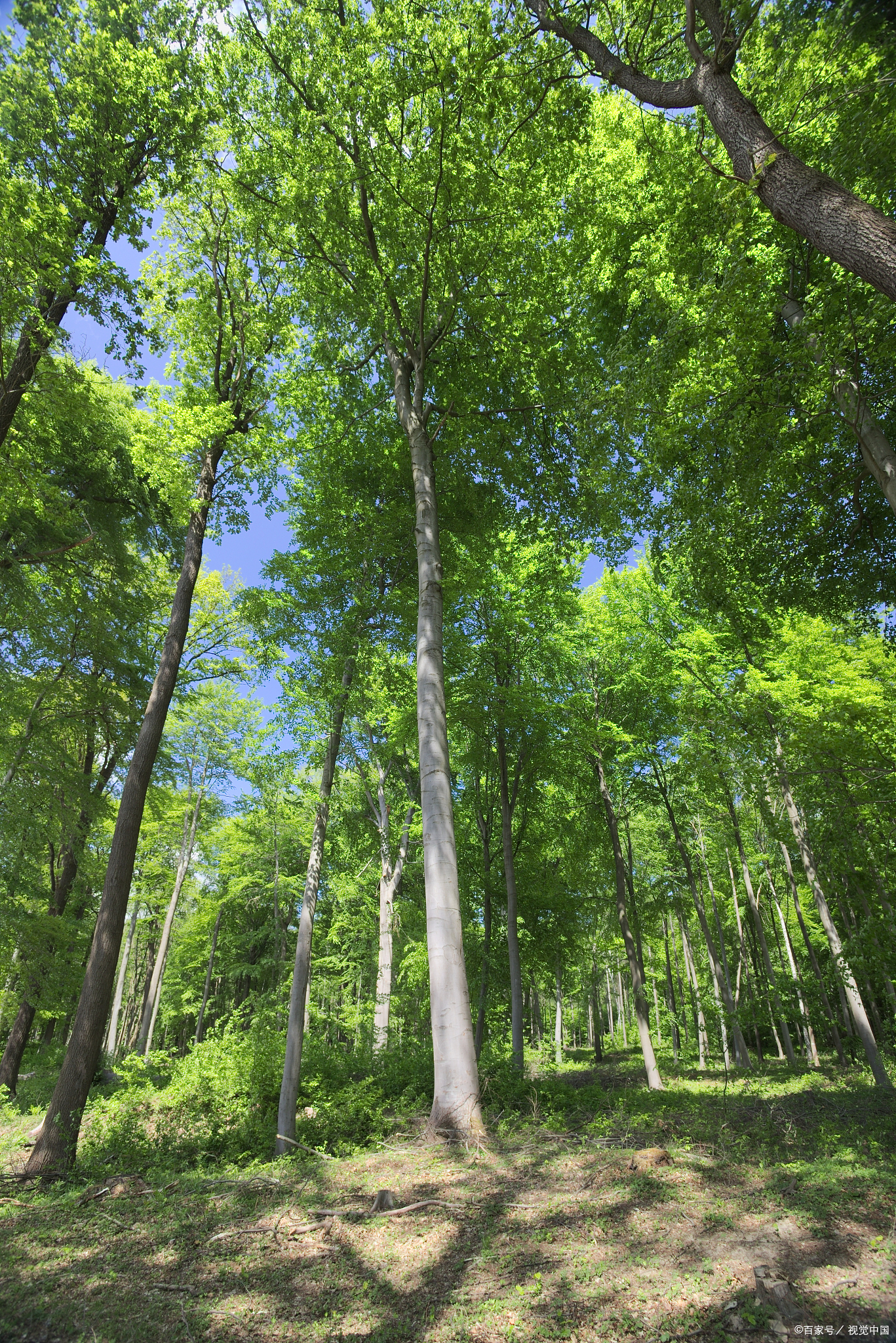 山毛榉树在中国叫什么树?