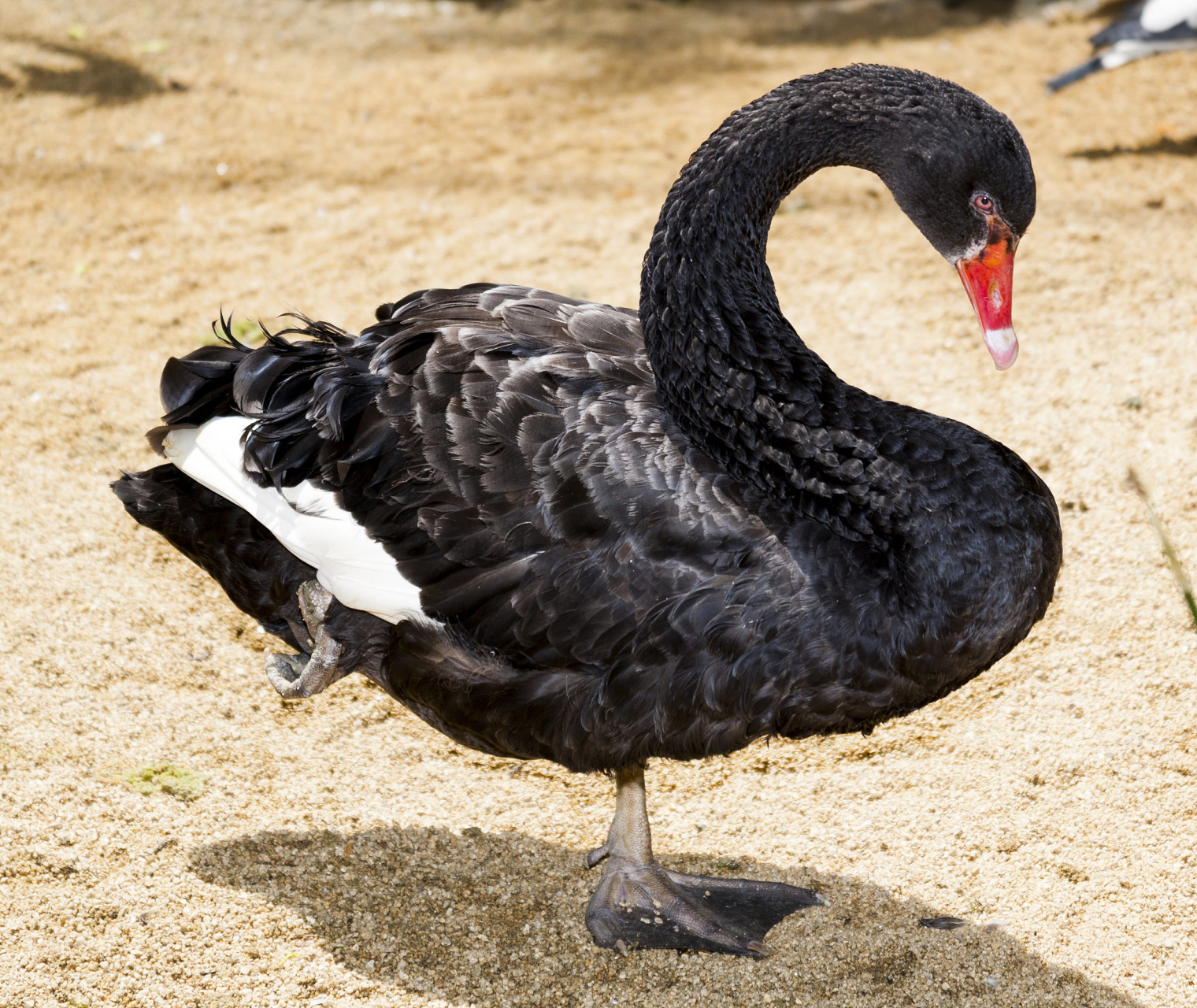 在广东清远市清新县,有一种特别的鹅,叫做乌鬃鹅,也称为黑鬃鹅.