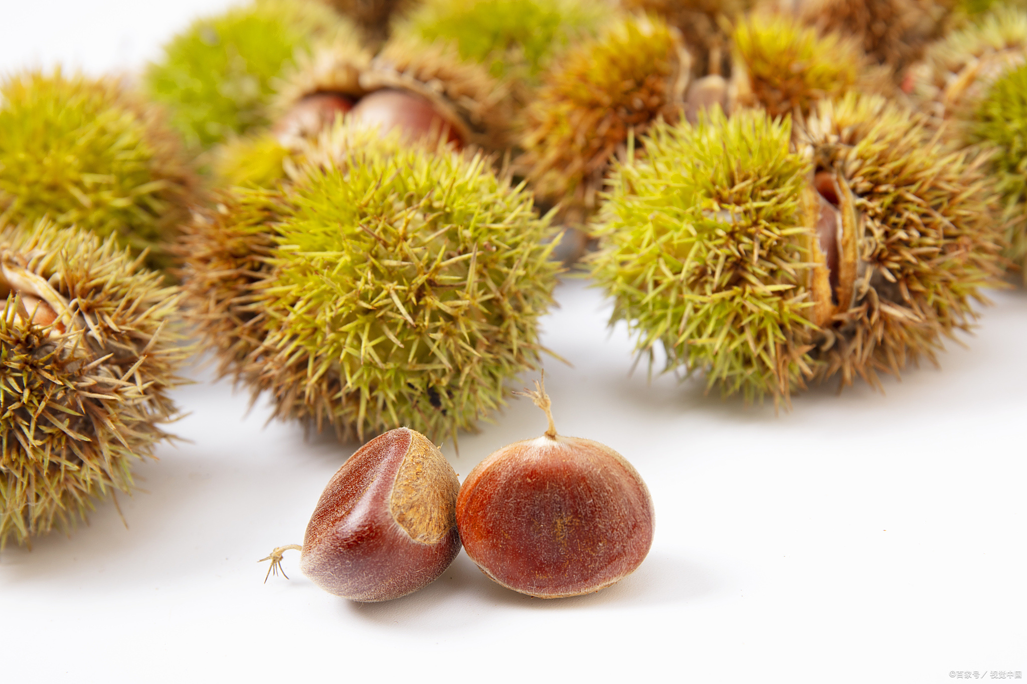 一个未剥壳的板栗,提醒我不要盲目从