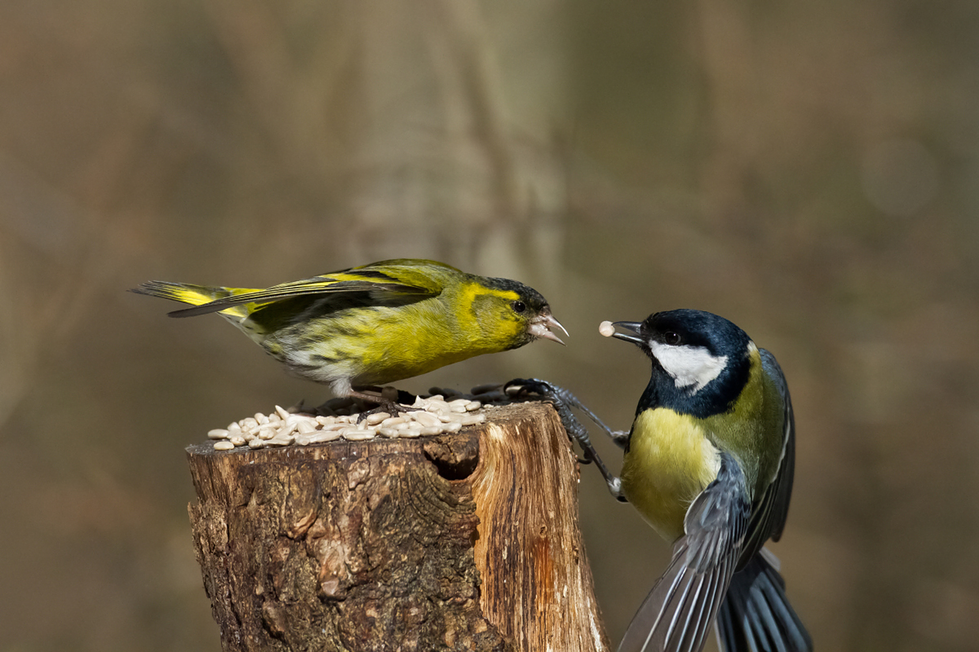 摘要: 本文介绍了嗉囊的发现与研究的演变历程,从古代的描述到现代