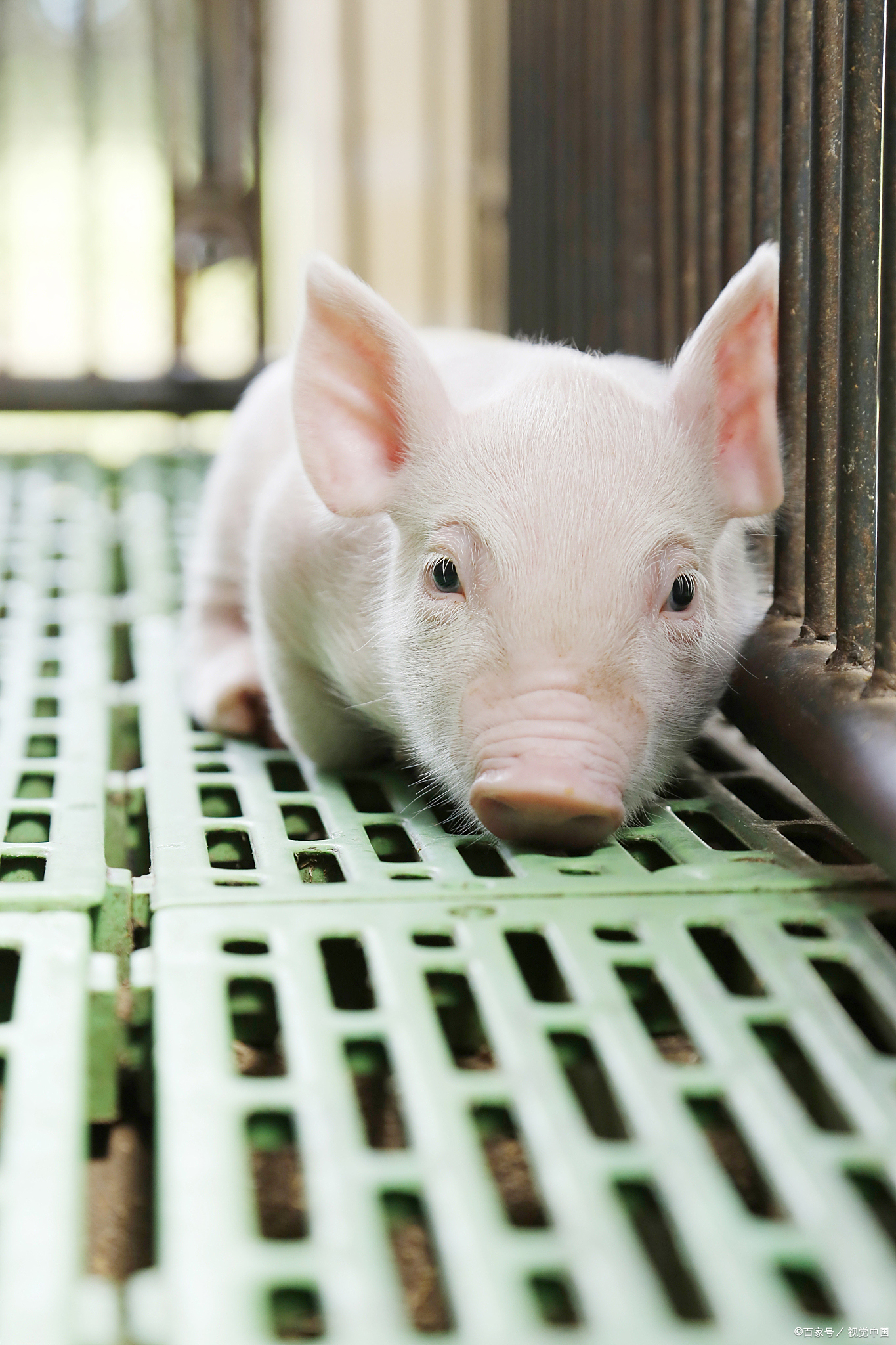 小香猪性格怎么样?好养吗?