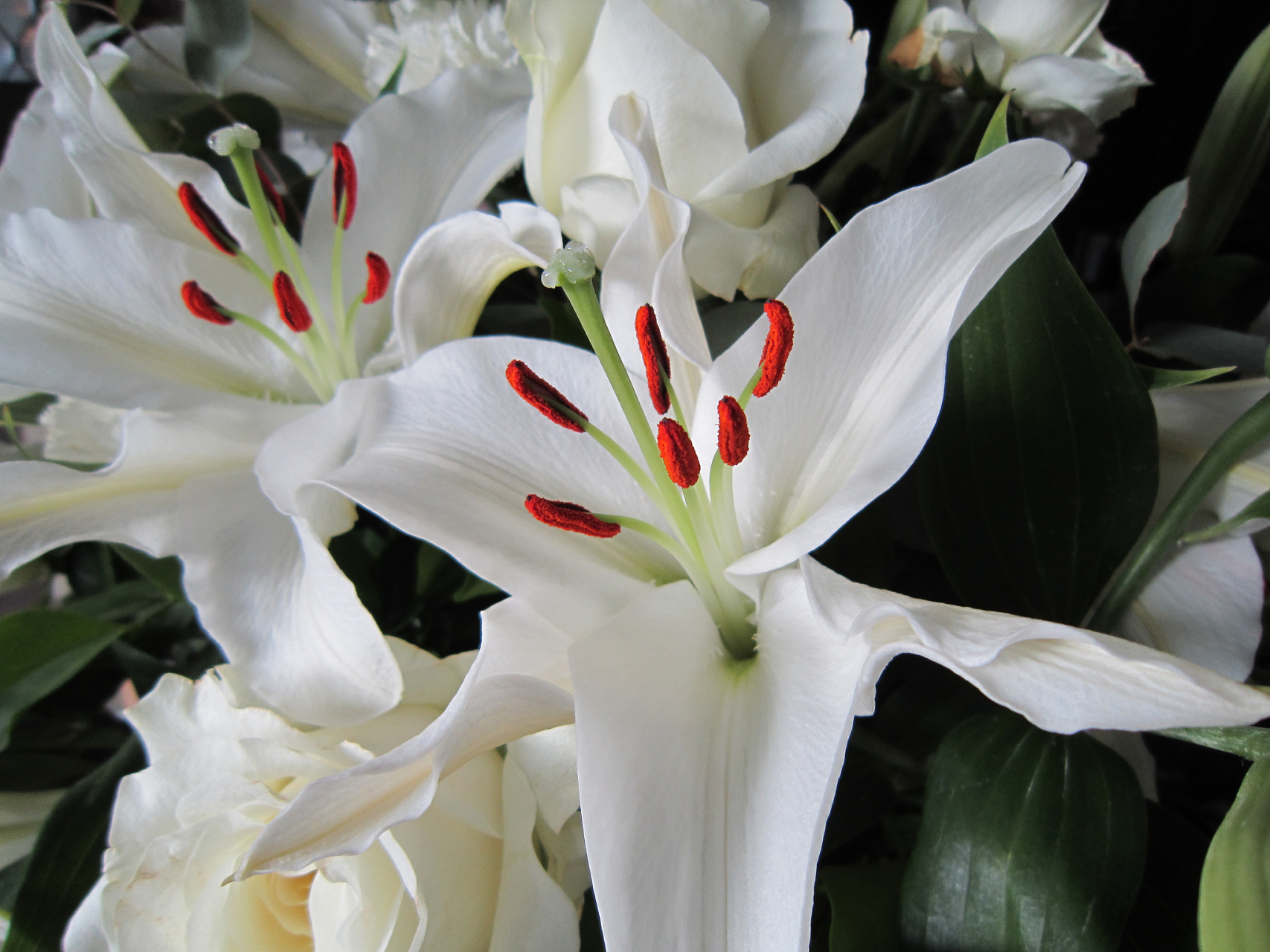 百合花以其独特的魅力吸引着人们的目光,它的形态优雅,花瓣纯净,花蕊
