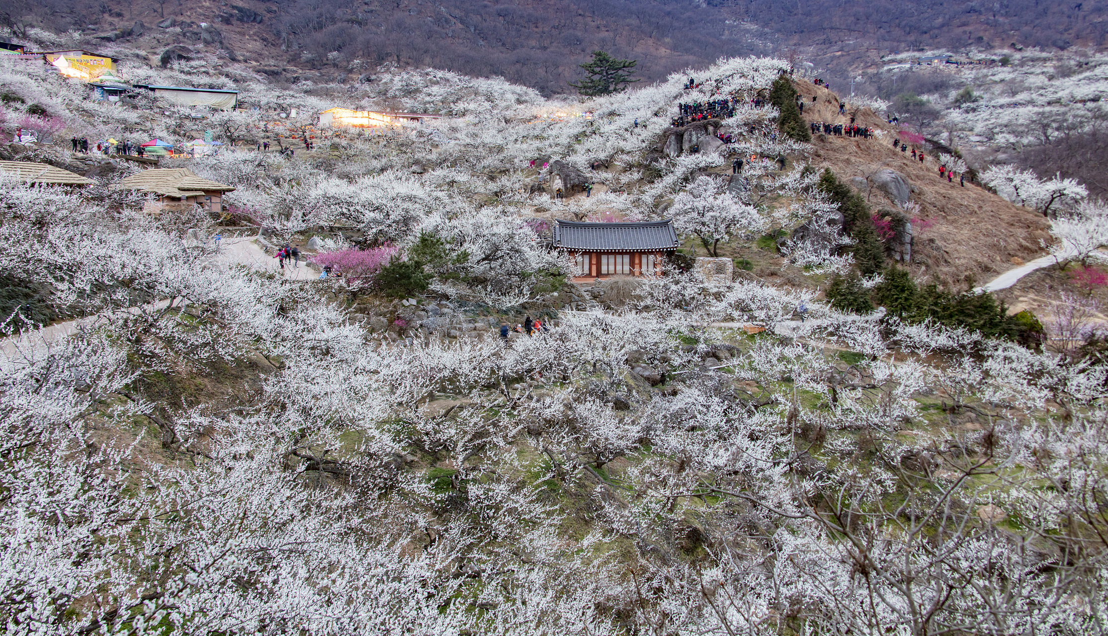 走进梨花沟图片