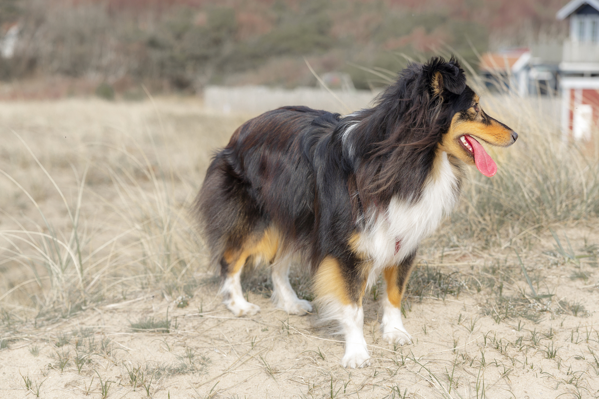 英国古代牧羊犬是一种历史悠久的犬种,其起源可以追溯到16世纪.这种犬