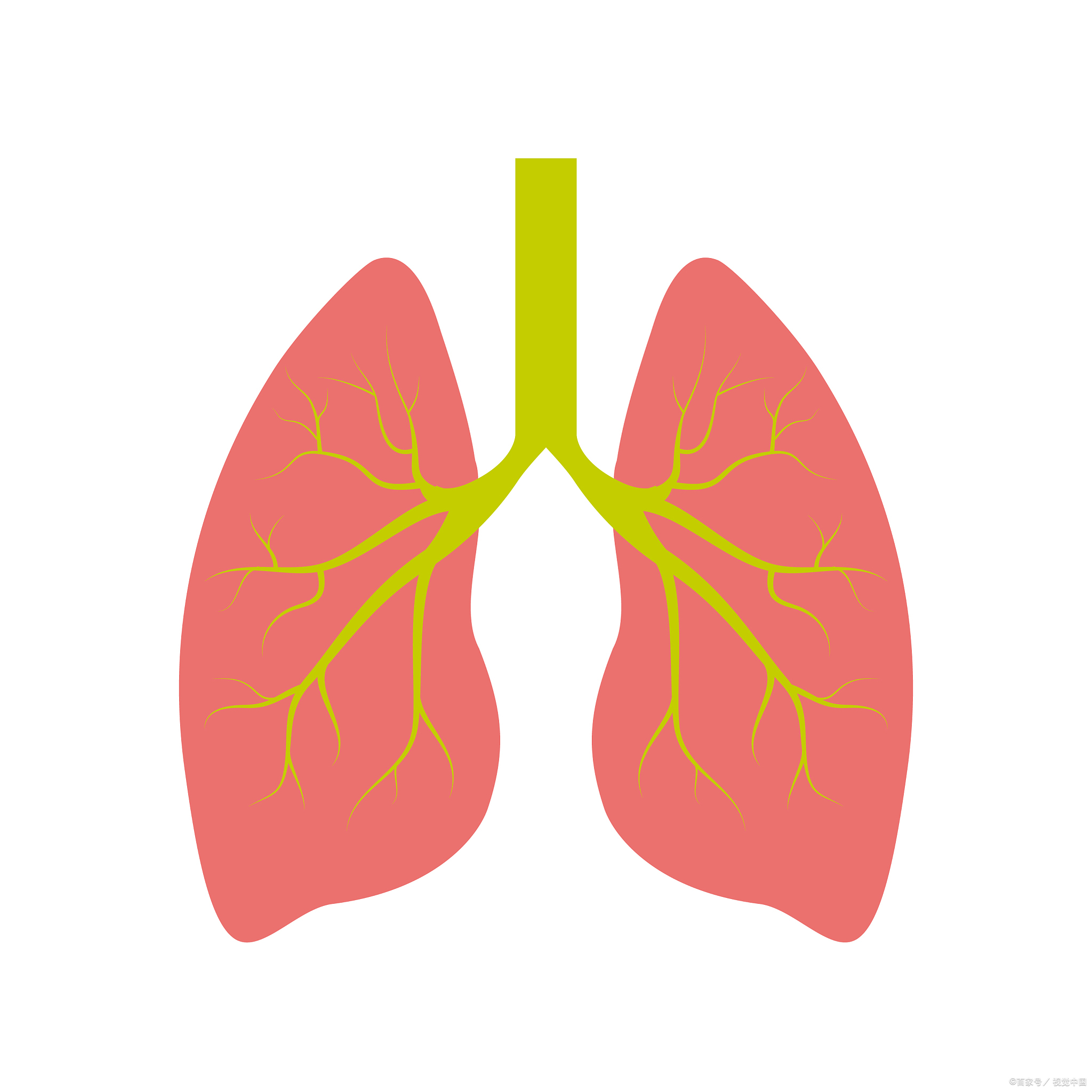 呼吸系统卡通图图片