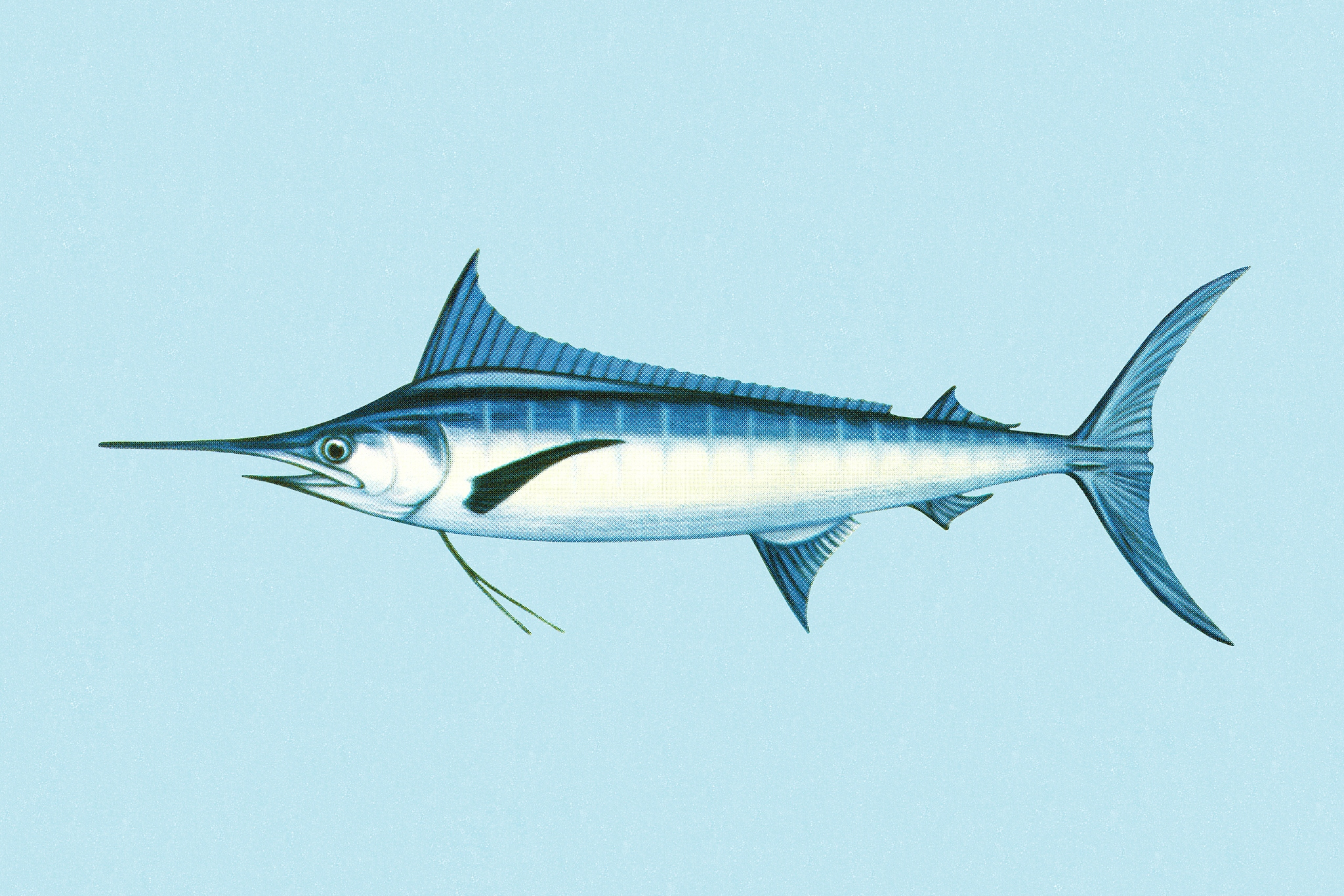 旗鱼体型扁平,头部长,背鳍高大;剑鱼体型修长,头部短,背鳍较小.