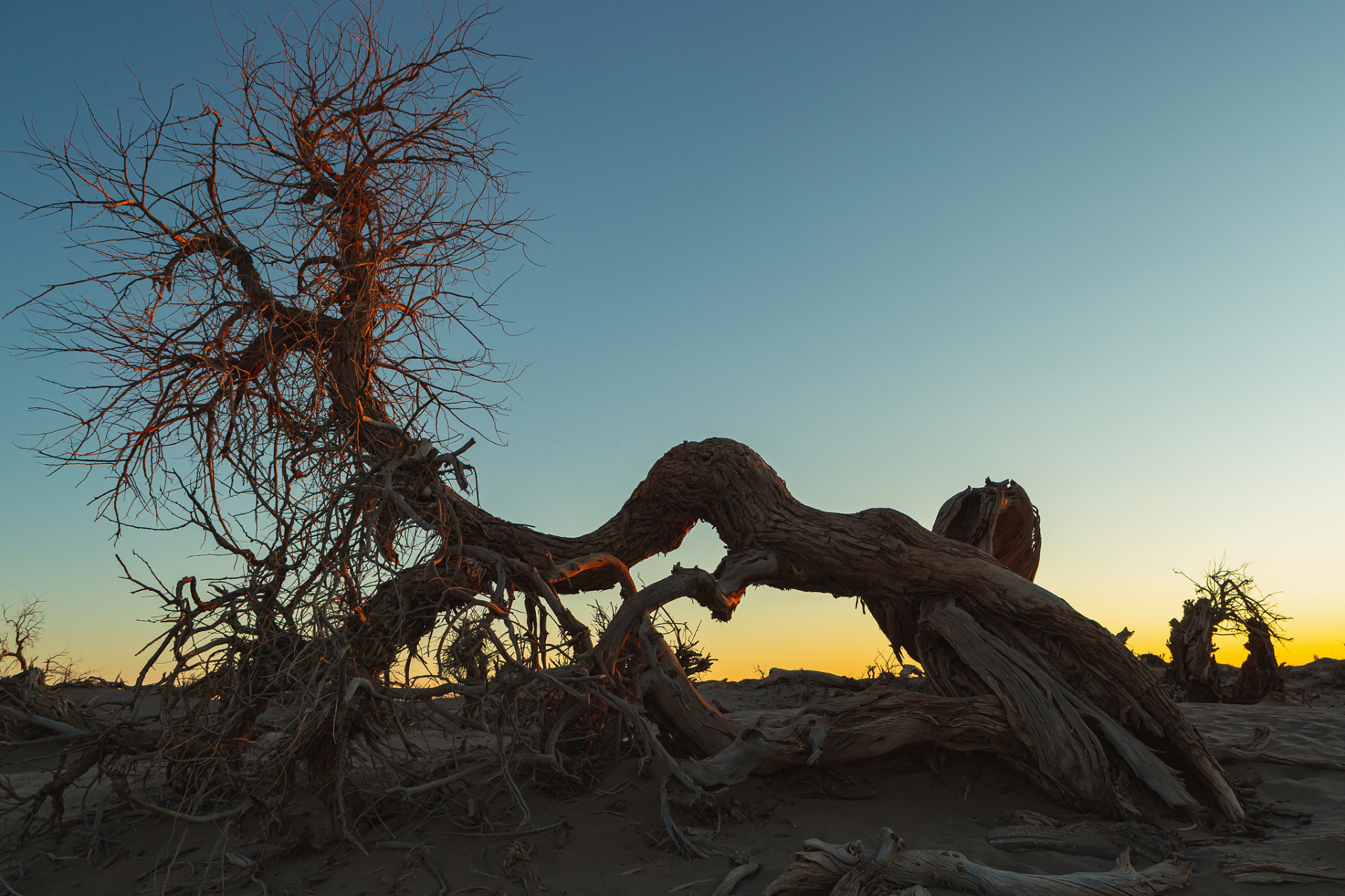 探访新疆轮台胡杨林,敦煌西湖湿地胡杨林,感受自然与生命力的交织!