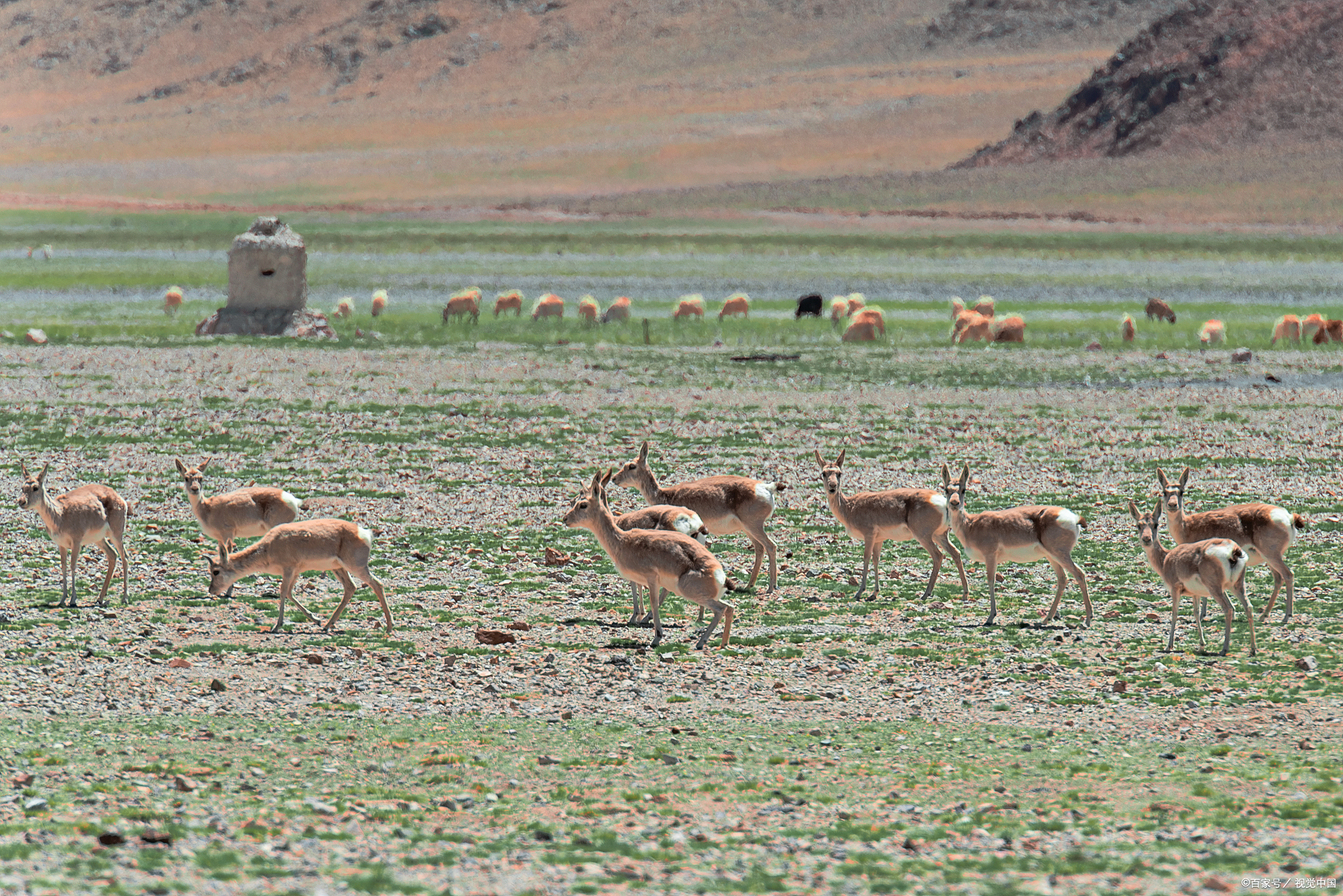 hey小伙伴们,你们有没有想过,那些在青藏高原上优雅奔跑的藏羚羊,现在