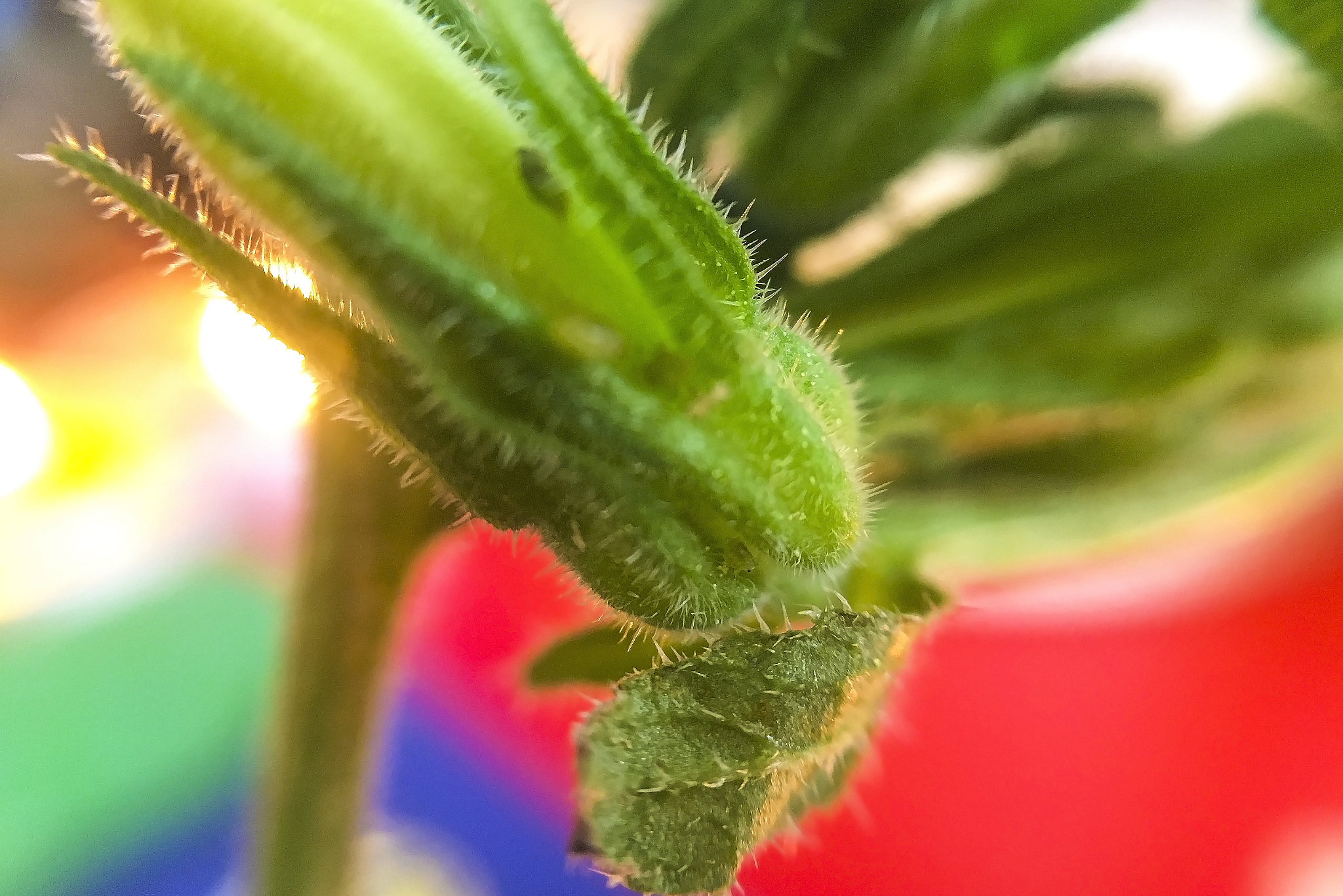 瓜蓟马猖狂至极,不仅侵害多种蔬菜!你的心爱瓜果也惨遭毒手?