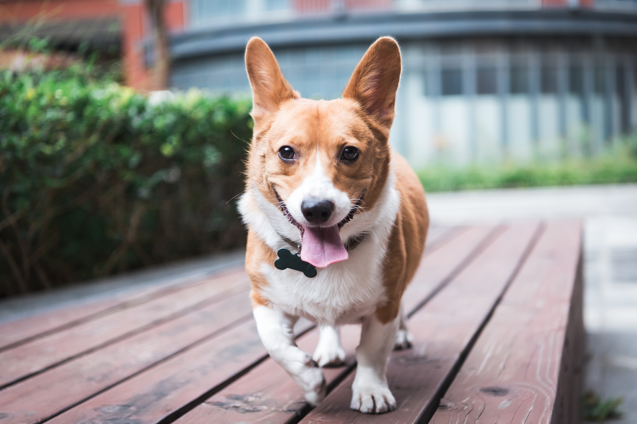 柯基犬渴望陪伴的5大表现,尾巴翘起,眼神交流,主动撒娇