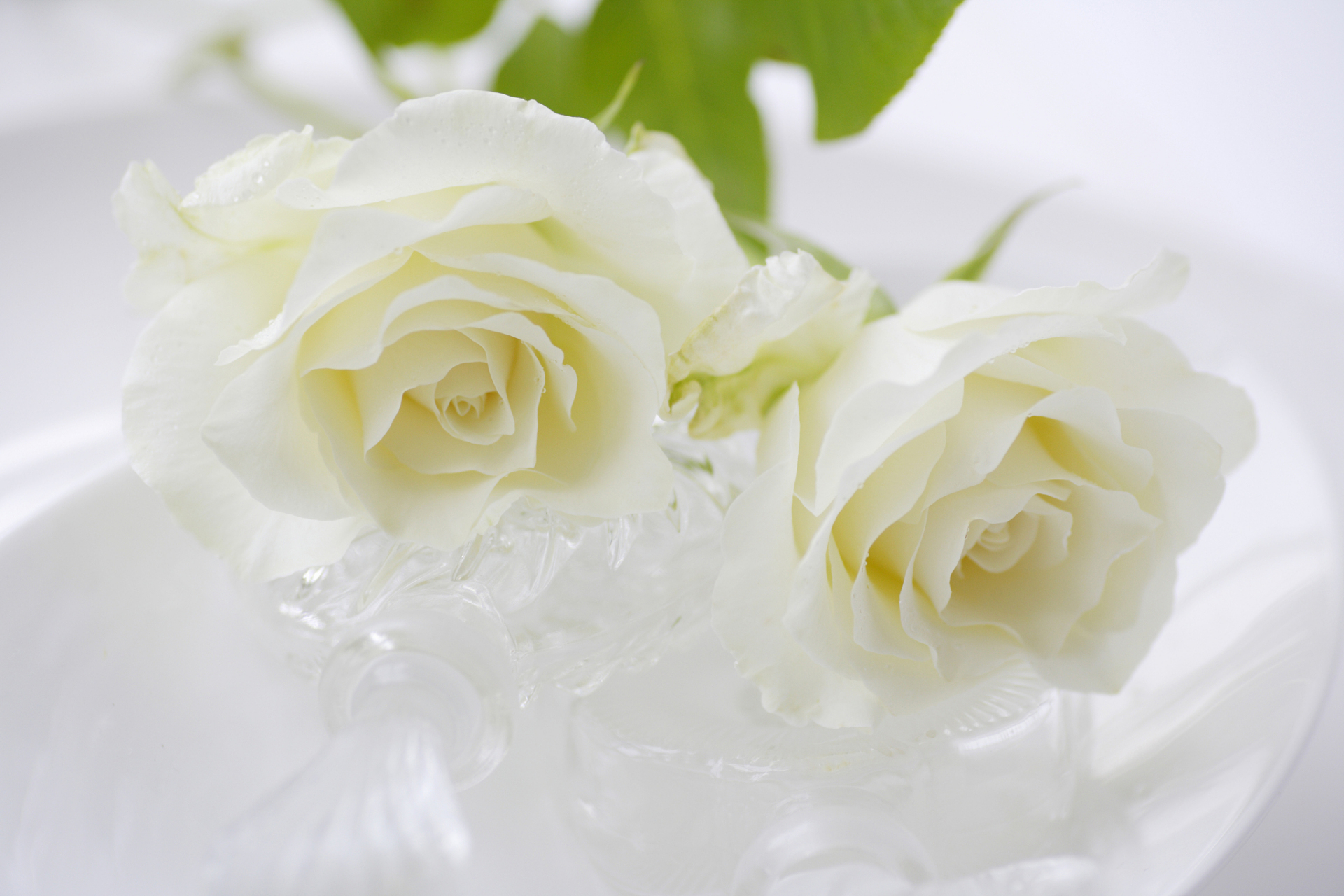 白玫瑰的花语源于其洁白无瑕的颜色和优雅的形态,常常被赋予纯洁,高贵