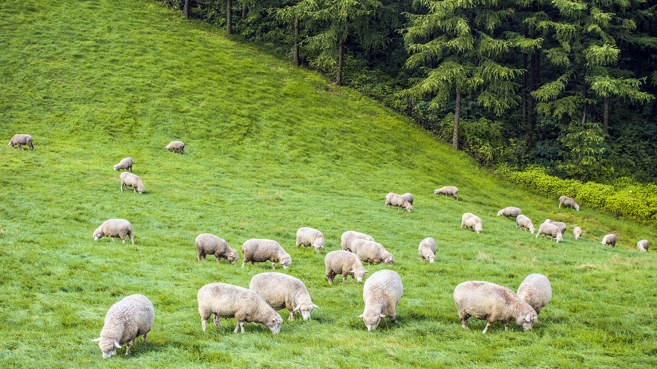 一群羊在山上吃草,这时候,如果领头羊移动起来,走到另外的地方,群羊也