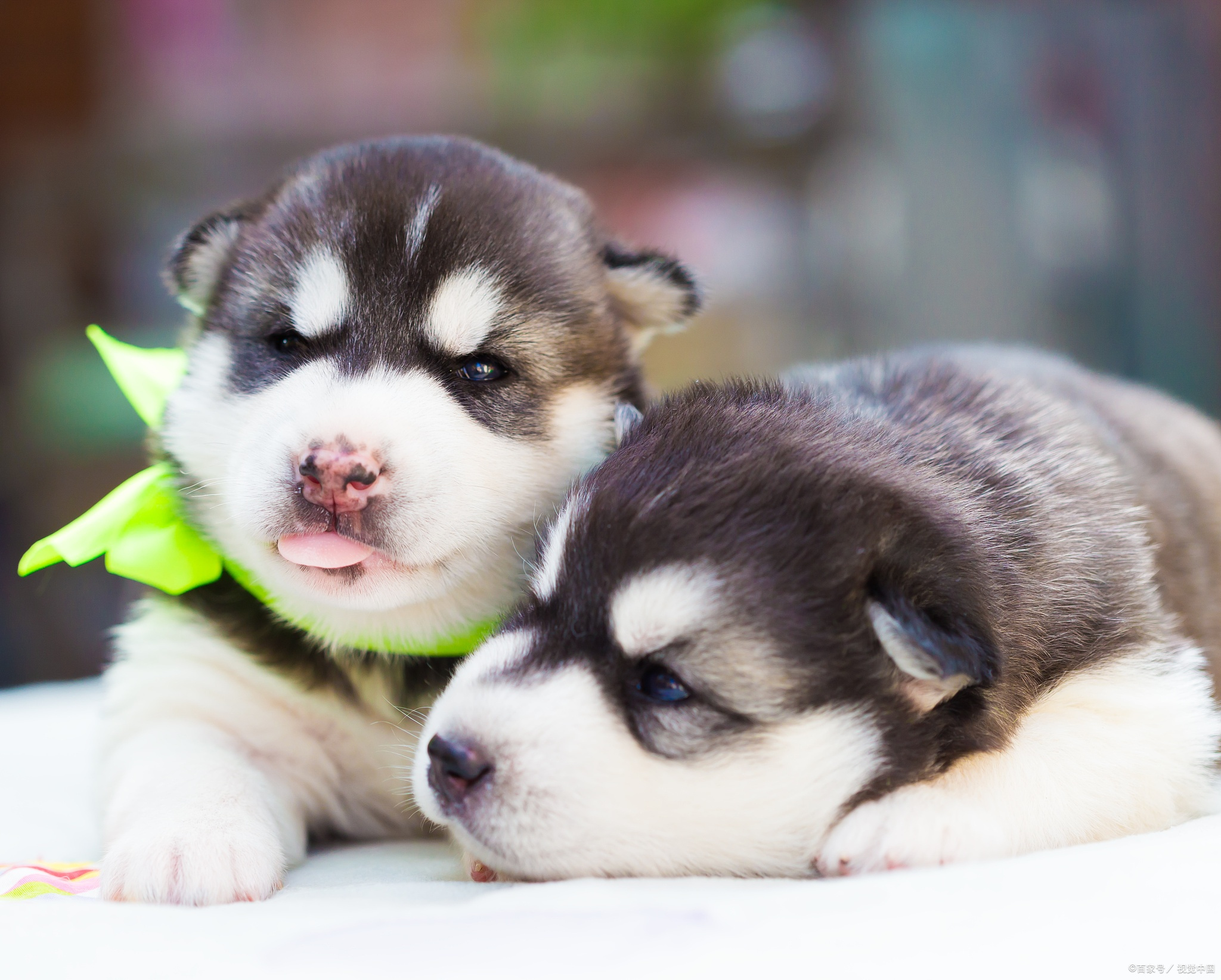 哈士奇幼犬壁纸图片