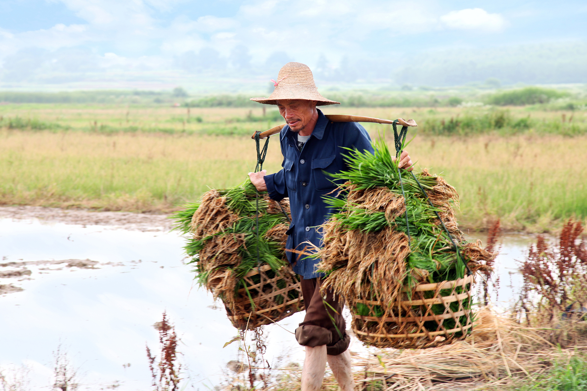 今天把四亩田的稻谷卖了,一块五毛钱一斤,一共2736斤,得了四千零块钱