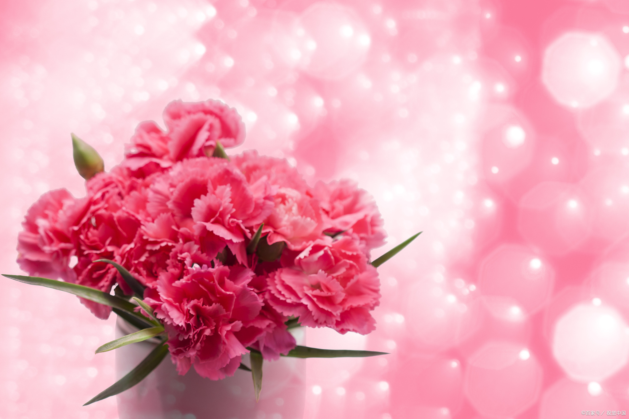 母亲节送的康乃馨什么颜色最好,其康乃馨颜色代表的寓意