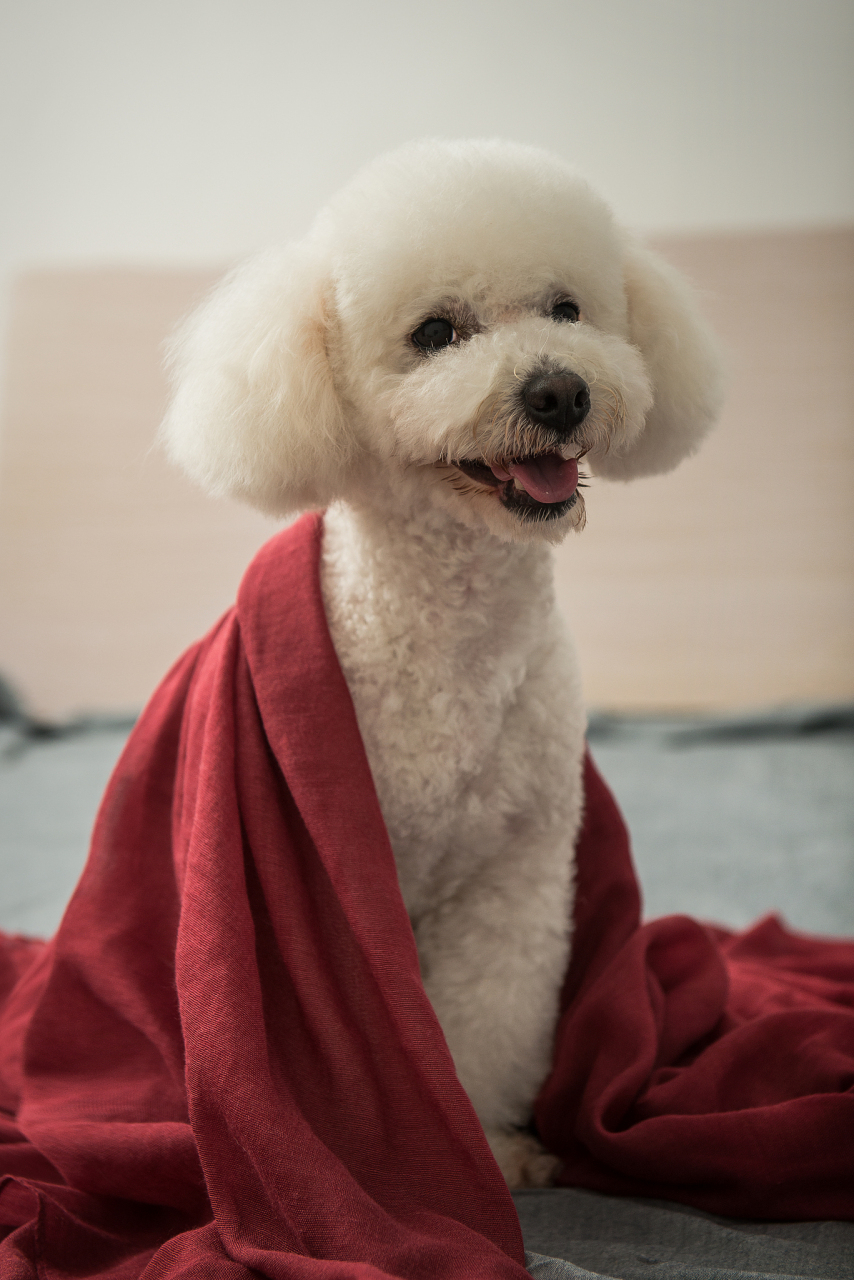 比熊犬通过舔舐,贴近主人,摇摆尾巴,眼神交流,跟随主人和响应呼唤六个