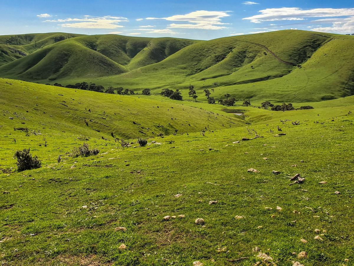 夏日里,草甸上绿草如茵,野花遍地,仿佛是大自然铺设的一张绿色地. 