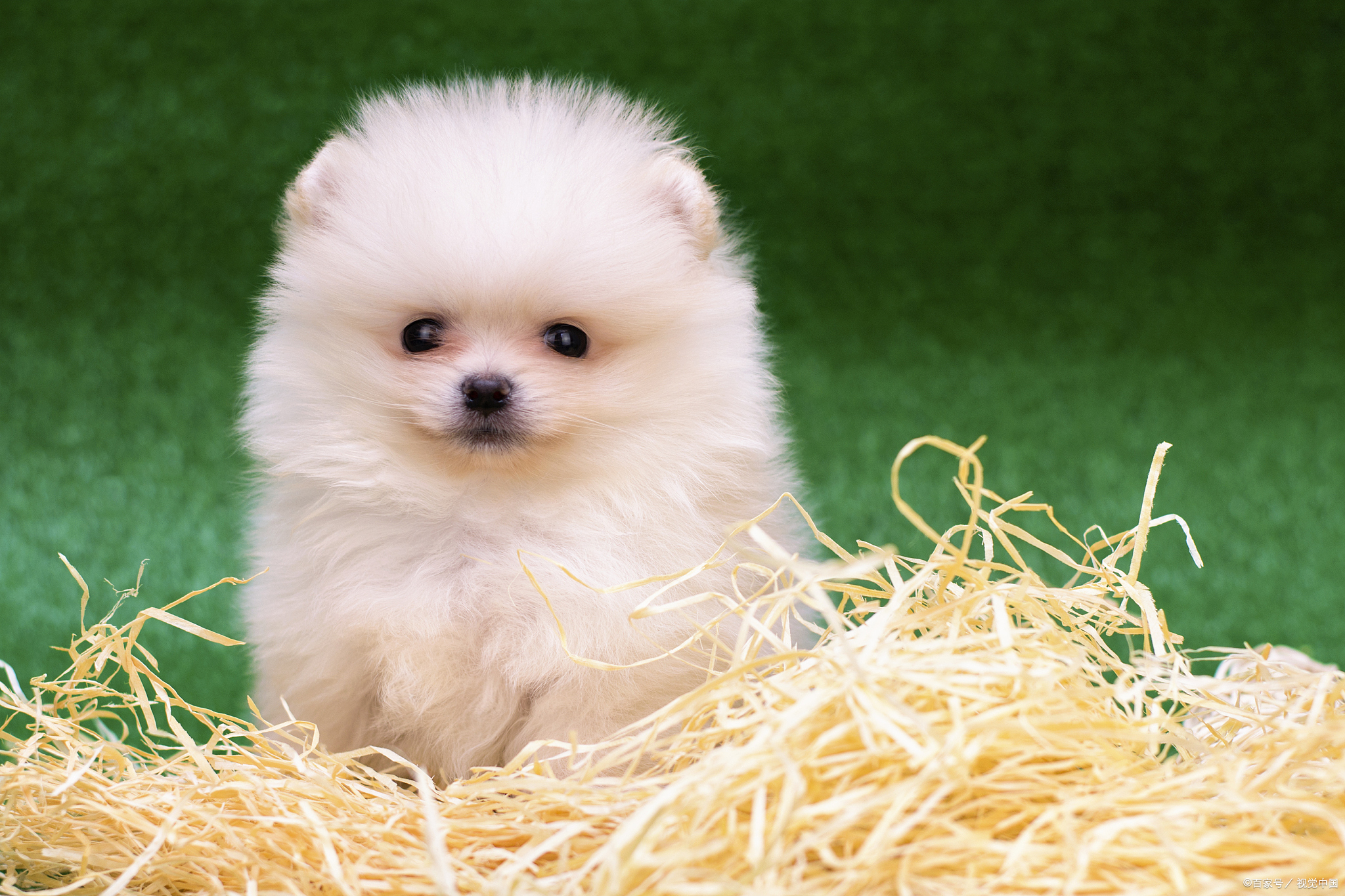 但在这份可爱背后,茶杯犬的饲养难度和寿命问题却让许多人