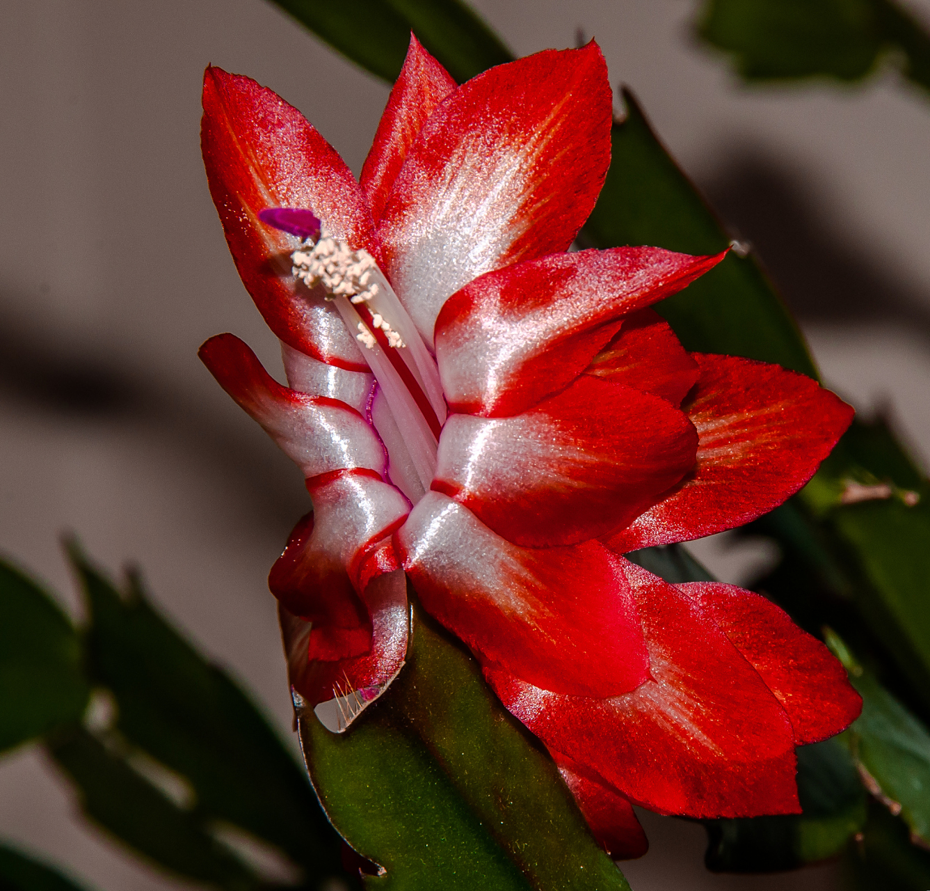 令箭荷花冬天该么养,冬天可以进行修剪吗?