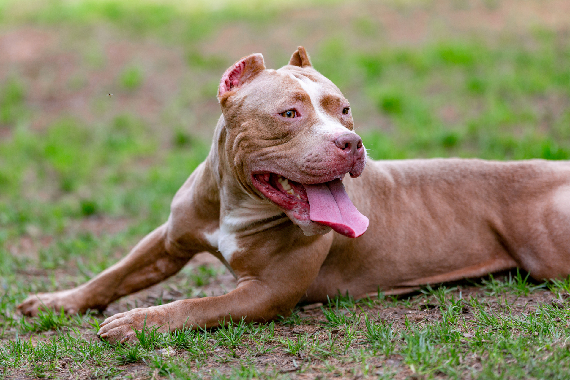 比特犬电脑壁纸图片