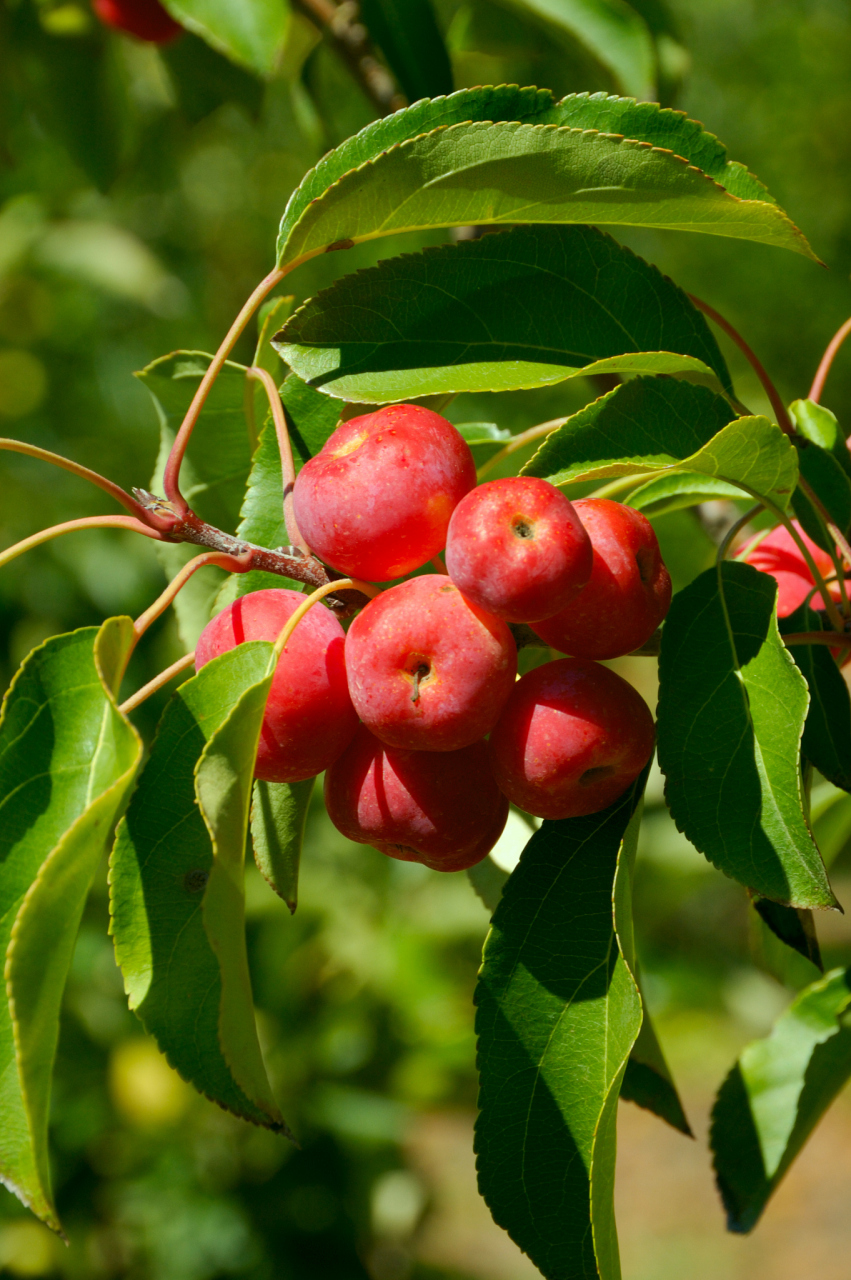 楸子(学名:malus prunifolia (willd.) borkh.