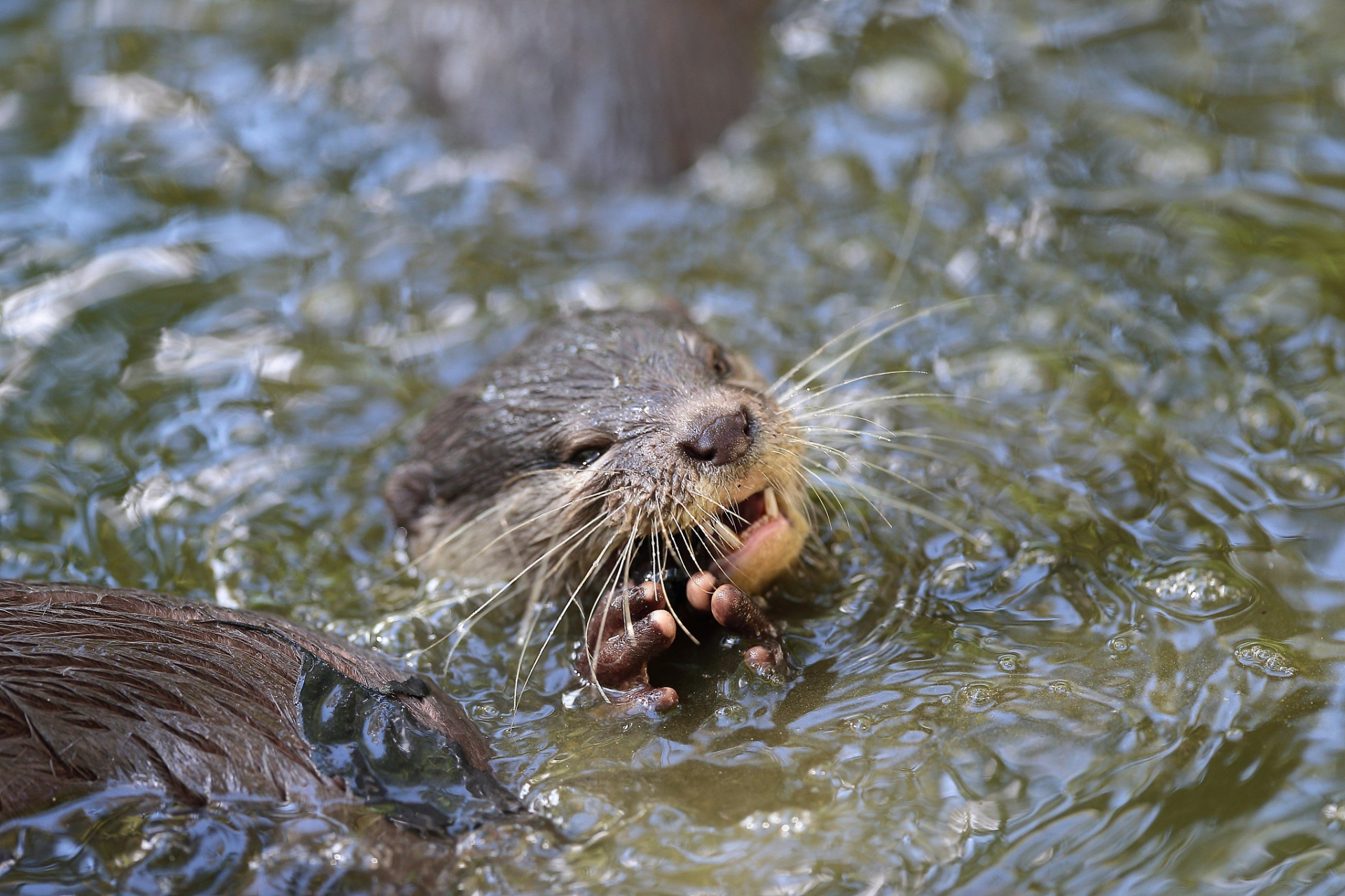 鸭嘴兽拥有独特的鸭嘴和浓密的毛发,是出色的游泳者,主要以昆虫,甲壳