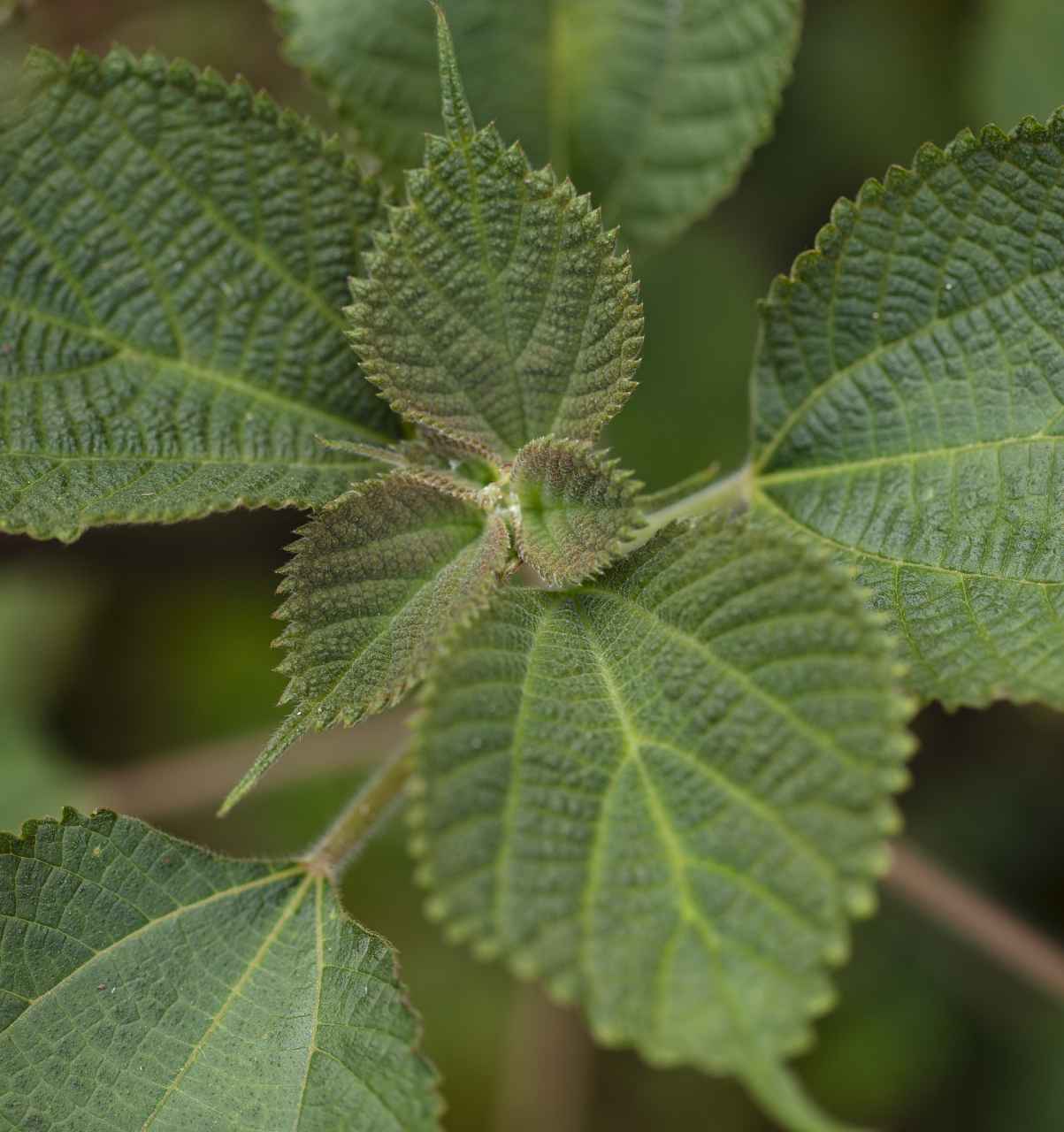 苎麻,又称苎茆,是一种古老的植物,在农村地边常见.