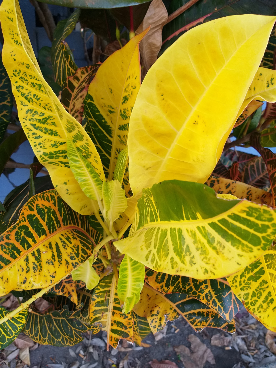 植物叶片发黄可能是缺乏氮,铁,镁或锌等养分,使用综合性肥料可满足