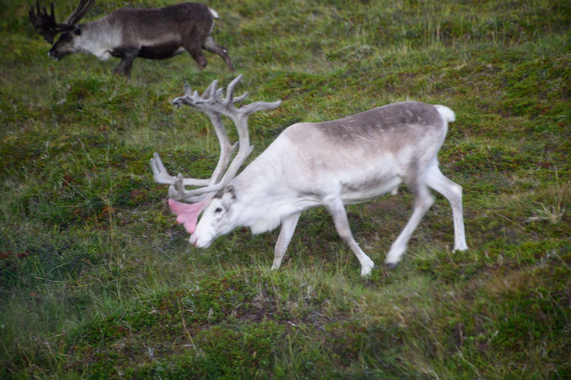 湖北巴东发现罕见瑞兽白麂#   4月17日,湖北巴东,工作人员发现白麂和 