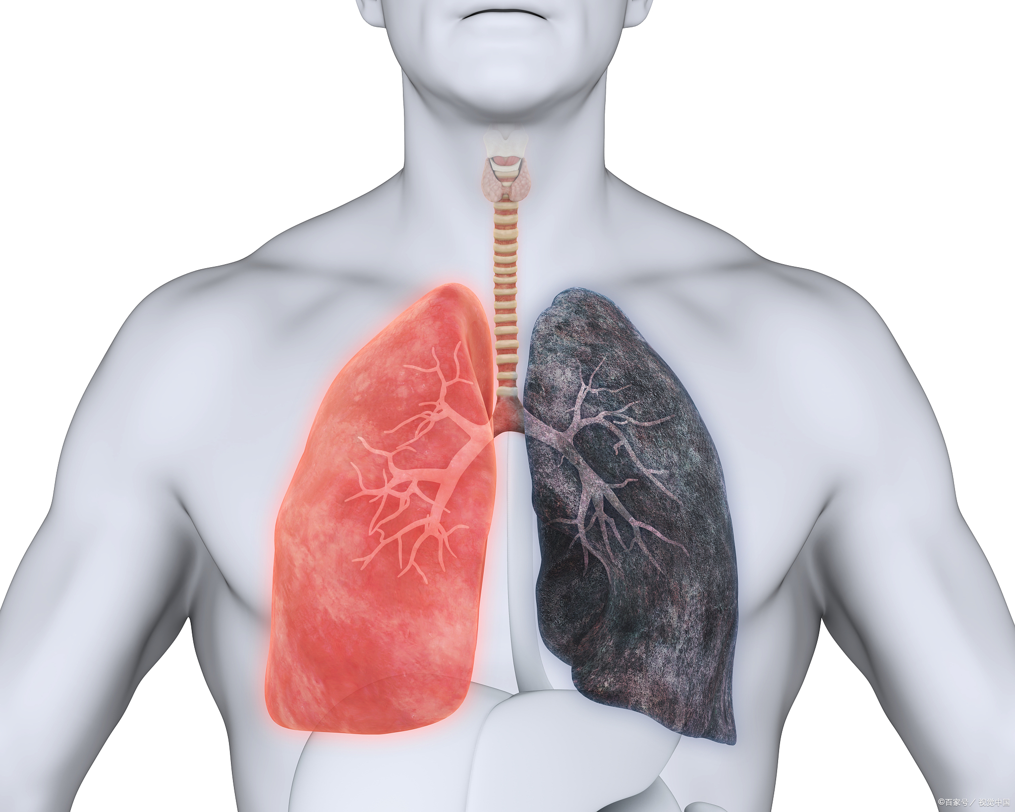 肺在身体的哪个位置图片
